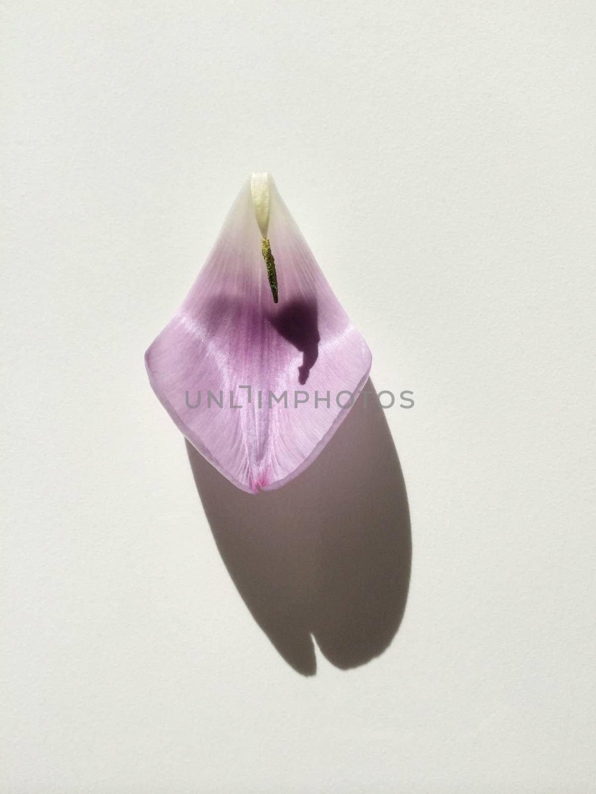 Purple tulip petal on white