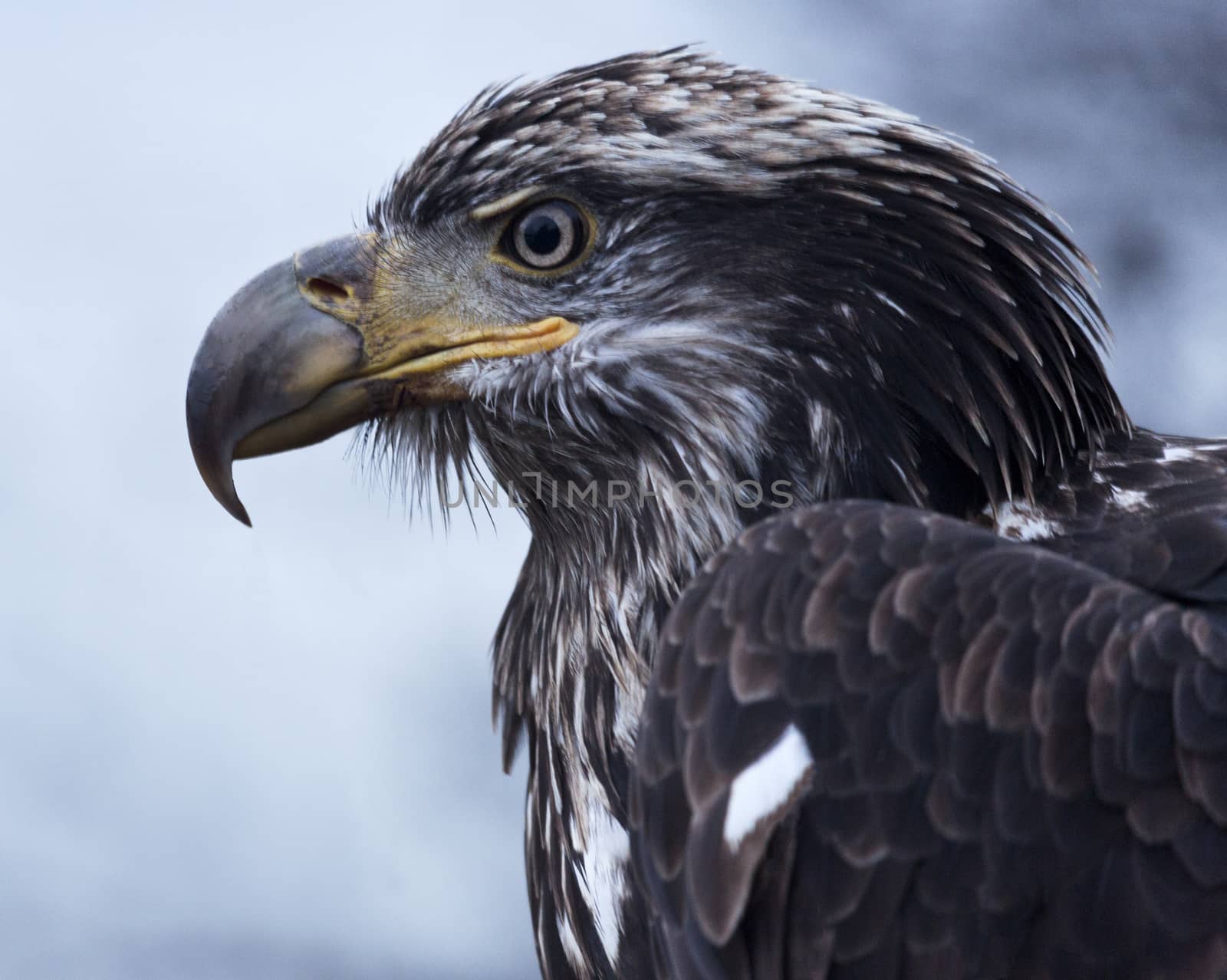 Powerful golden eagle in the wild along the banks of the Chilkat River in Haines, Alaska. Golden eagle is national bird of Mexico.  