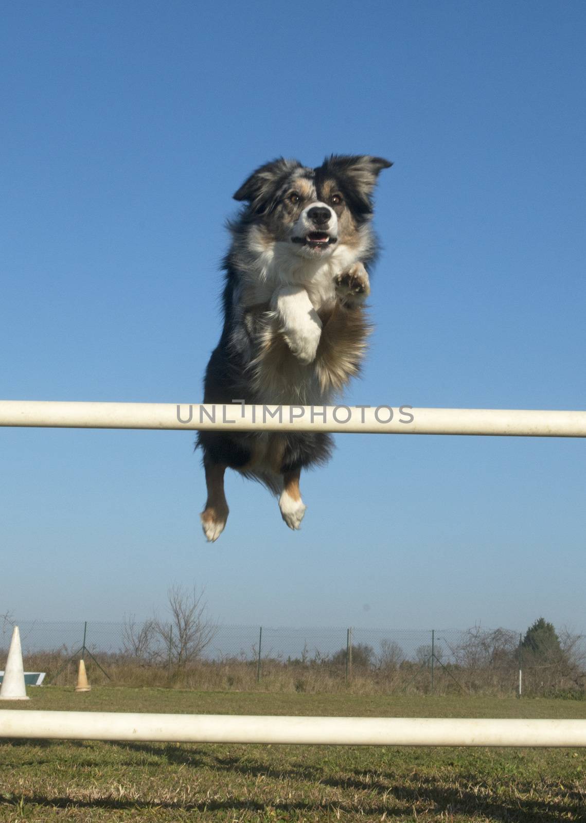 jumping border collie by cynoclub