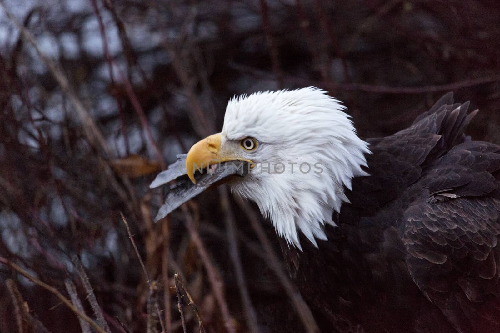 Wild bald eagle gulps fish, tail in its beak, on the banks of the Chilkat River in Haines, Alaska.  Birds of prey are natural attractions for bird watchers, nature lovers, and travelers. Bald eagle is America's national bird. 