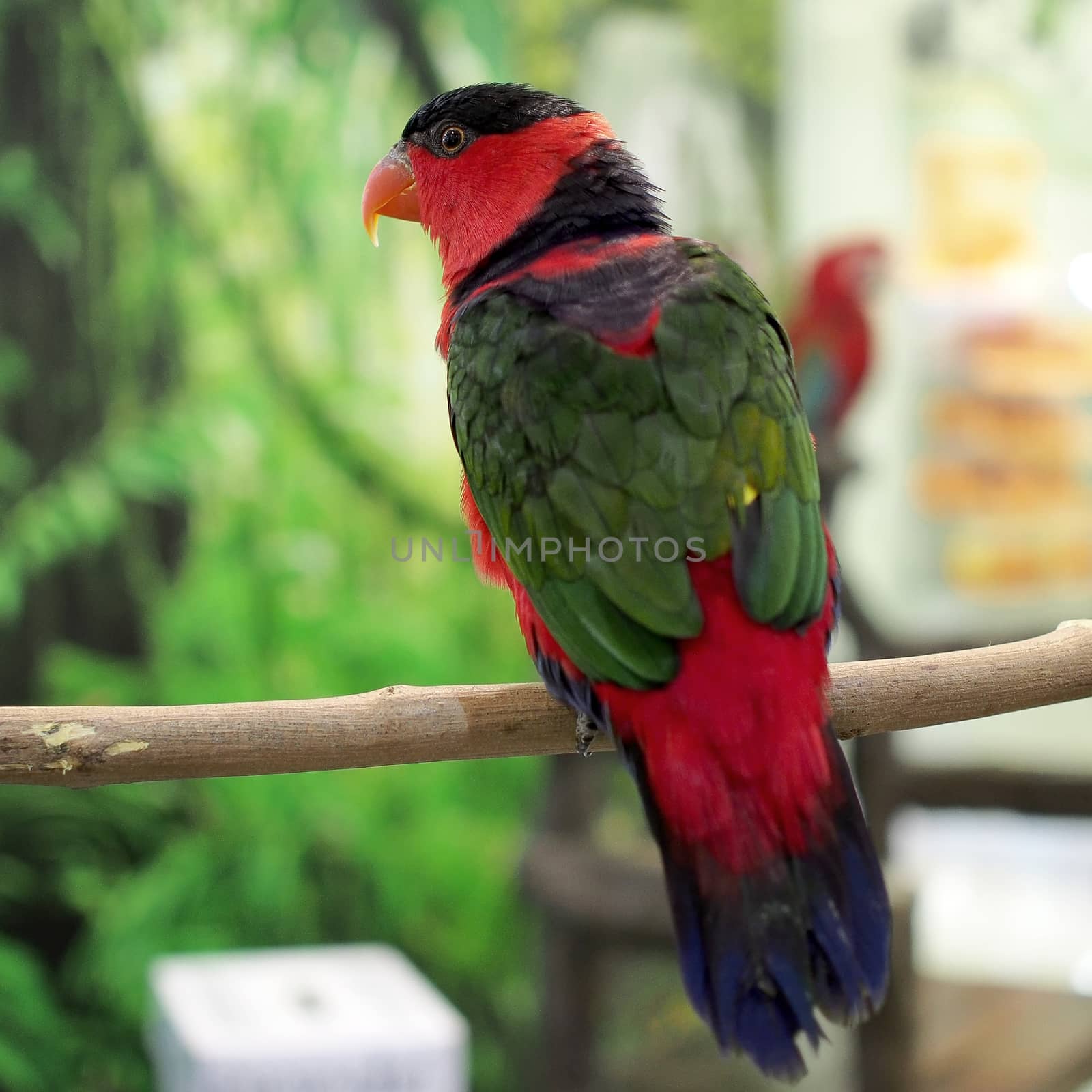 closeup of beautiful eclectus parrot