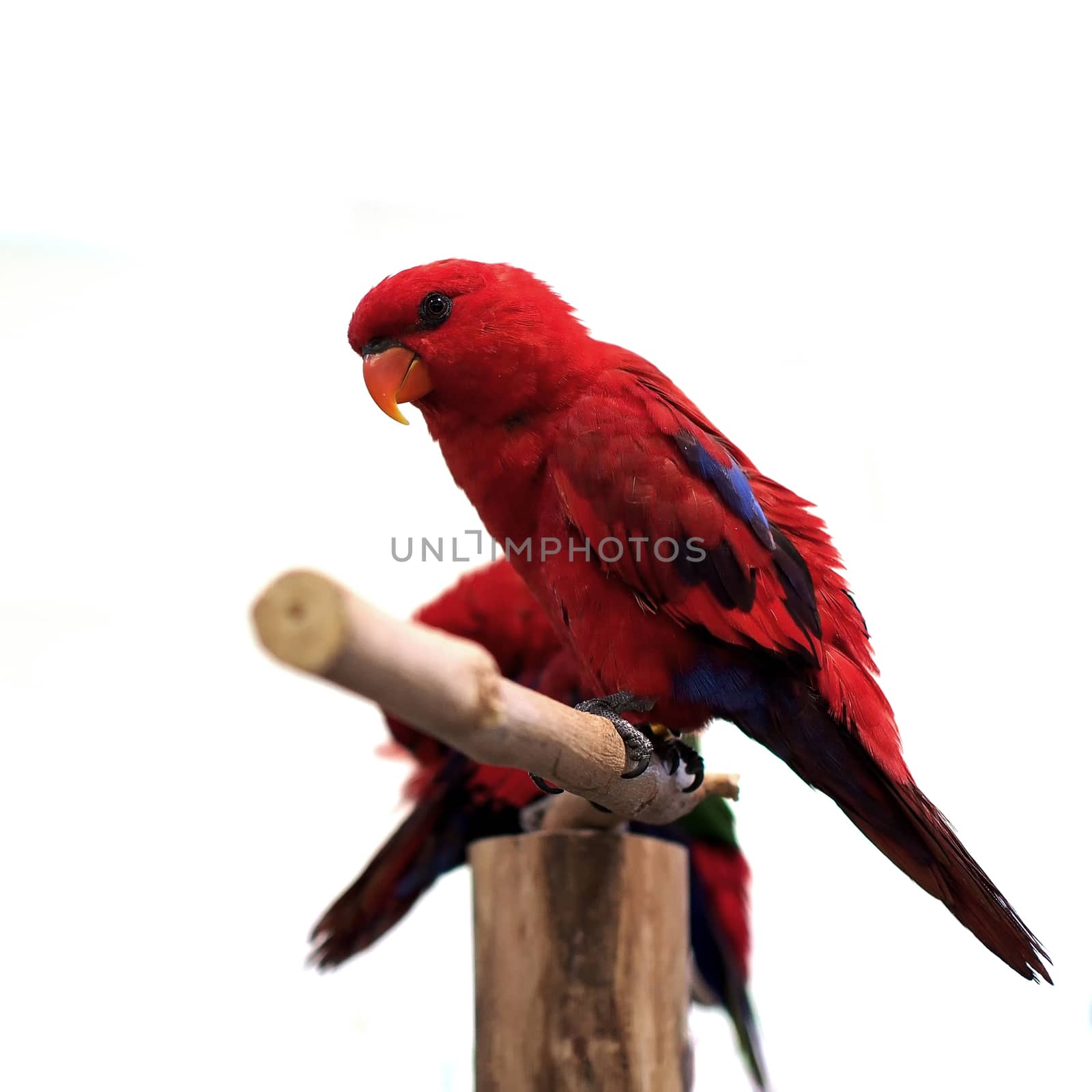 beautiful eclectus parrot isolated on white background