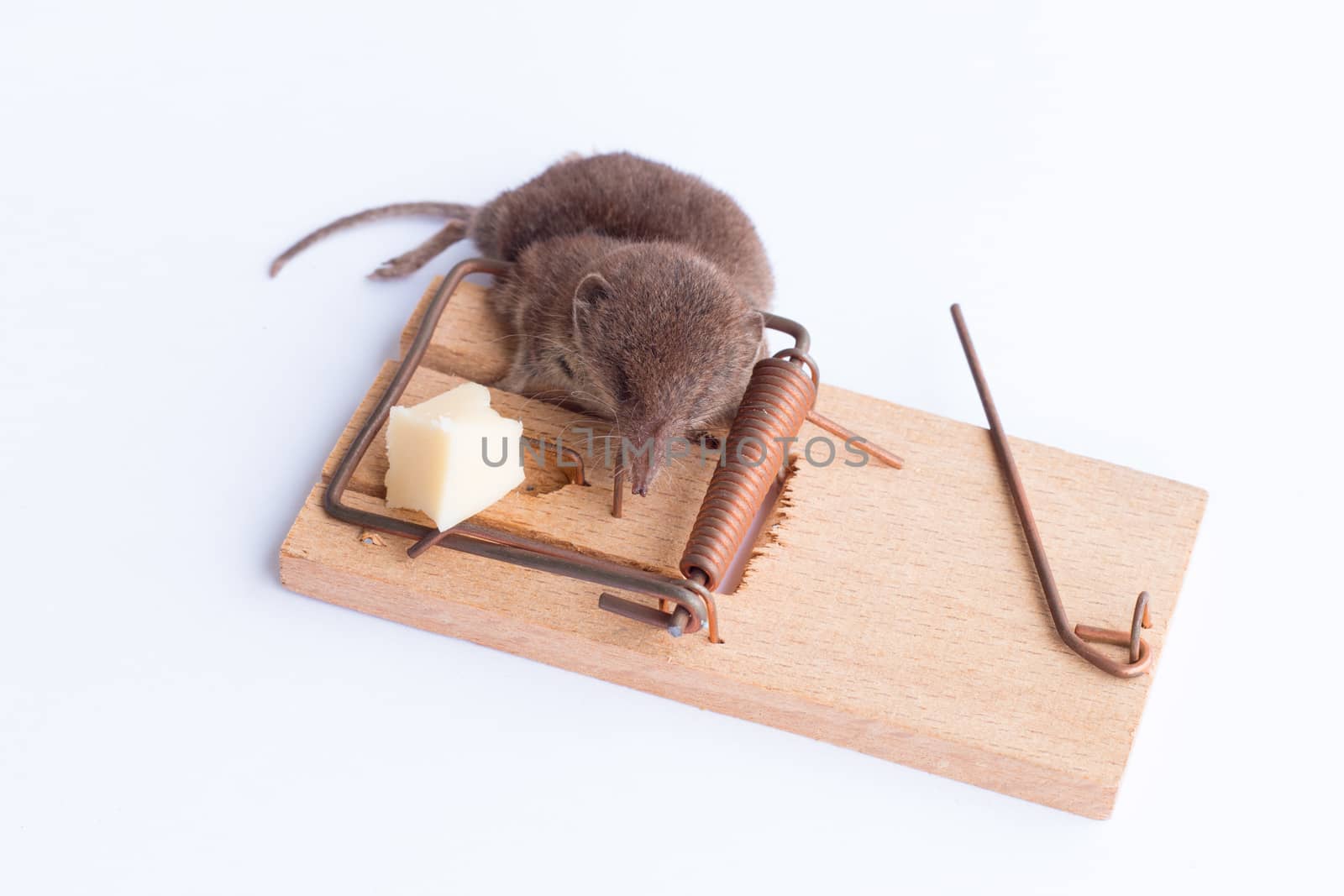 Dead mouse in a trap, with a piece of cheese as bait