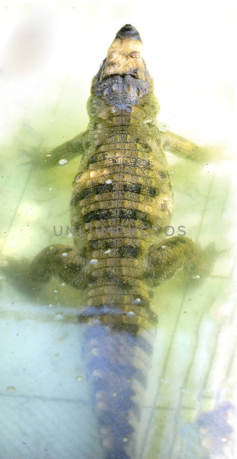 Nile Crocodile very closeup image capture.