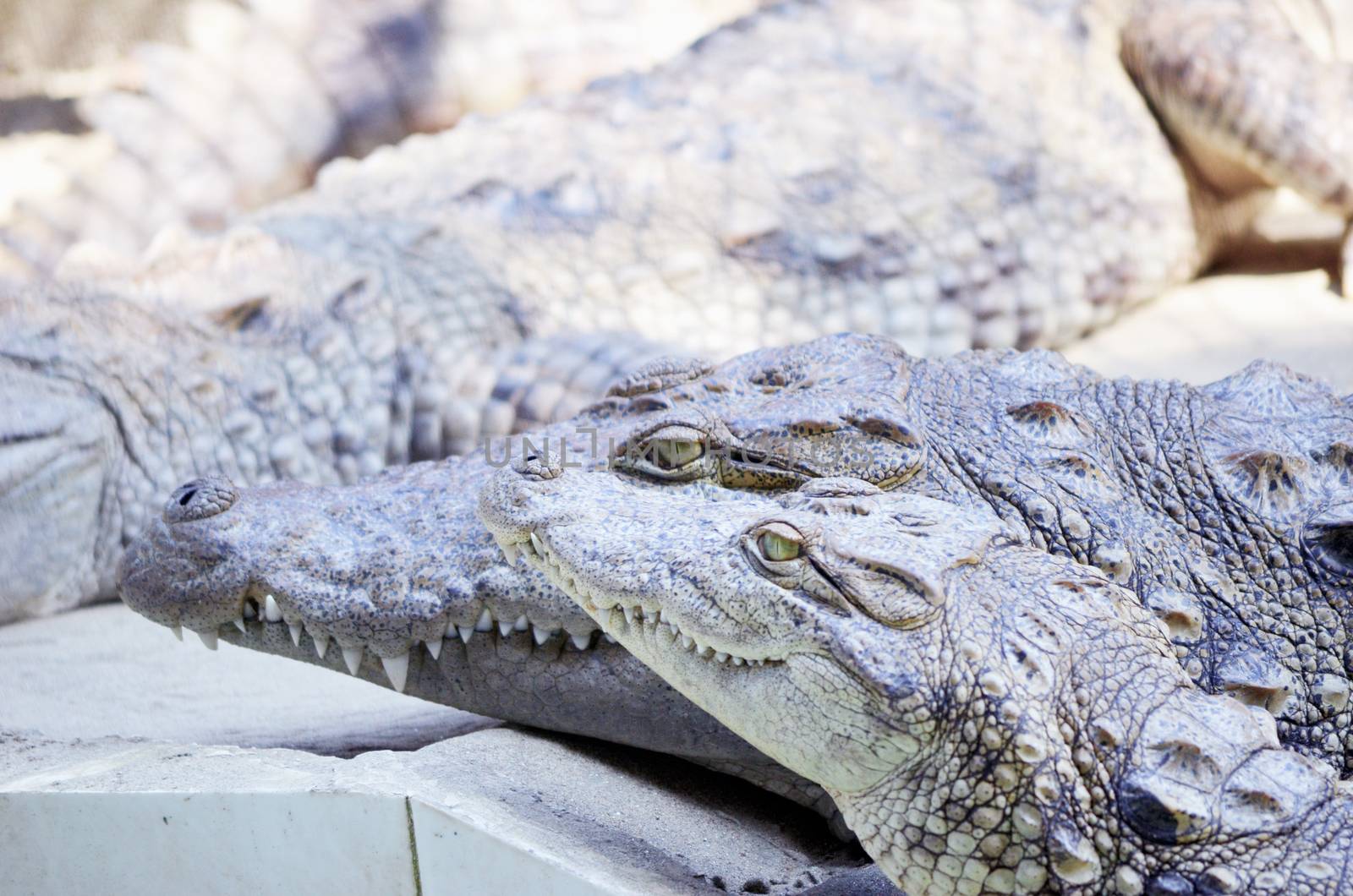 Nile Crocodile very closeup image capture.