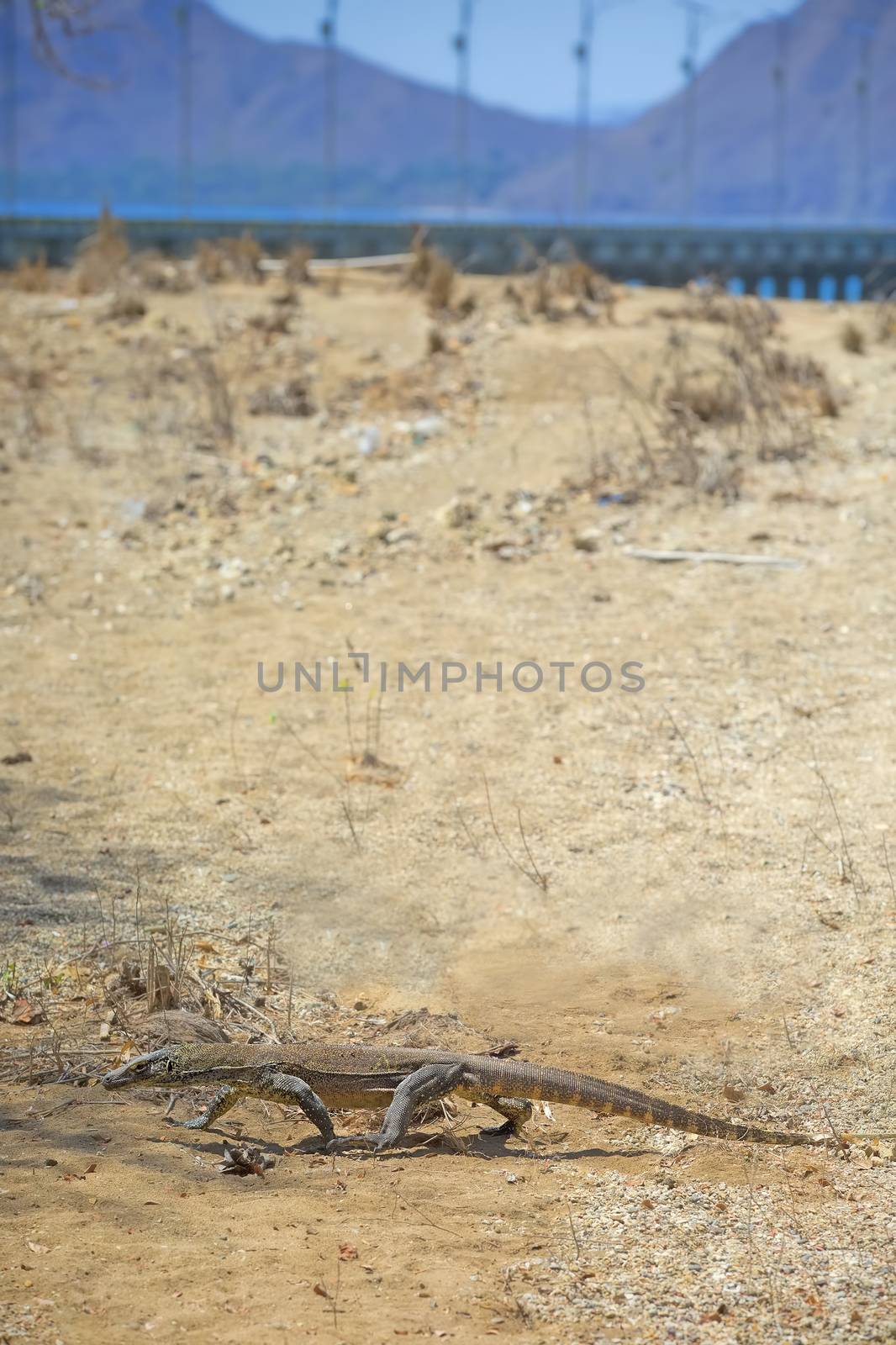Baby Komodo Dragon in the wild on Komodo Island