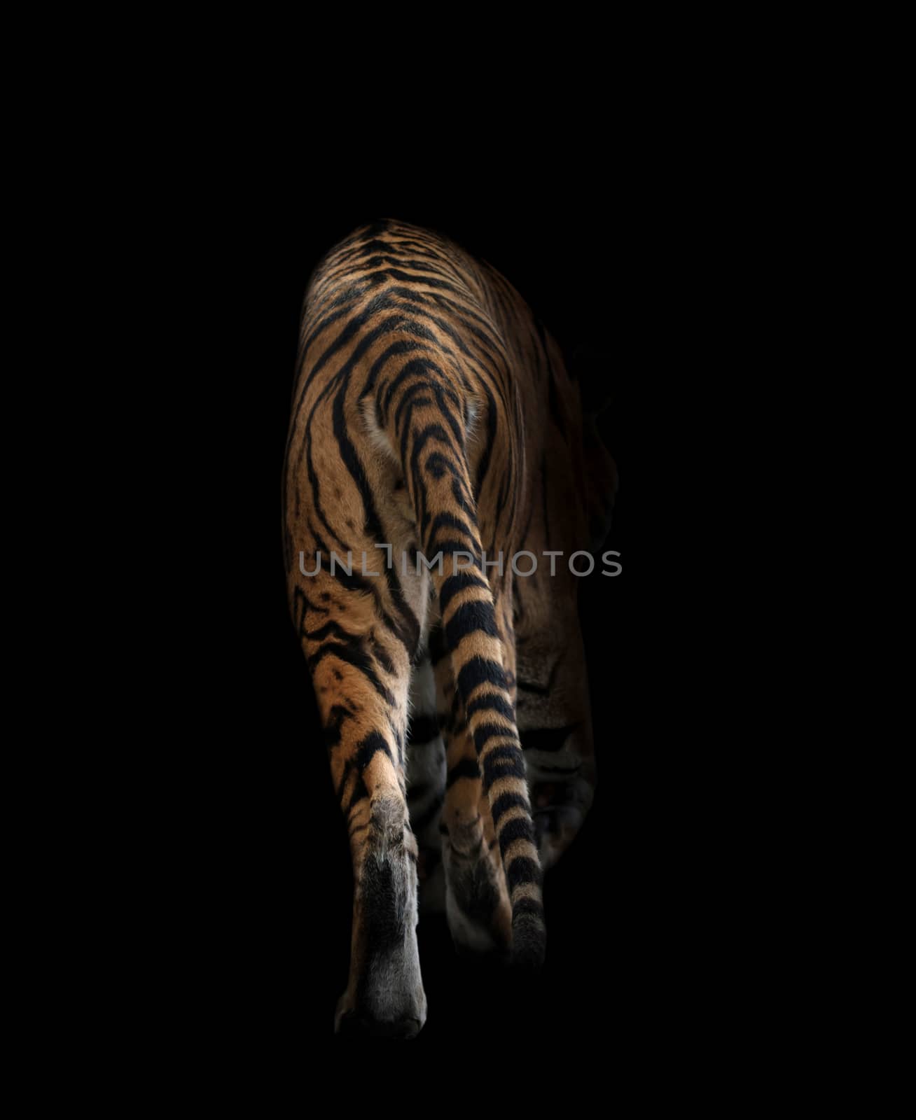 bengal tiger in the dark by anankkml