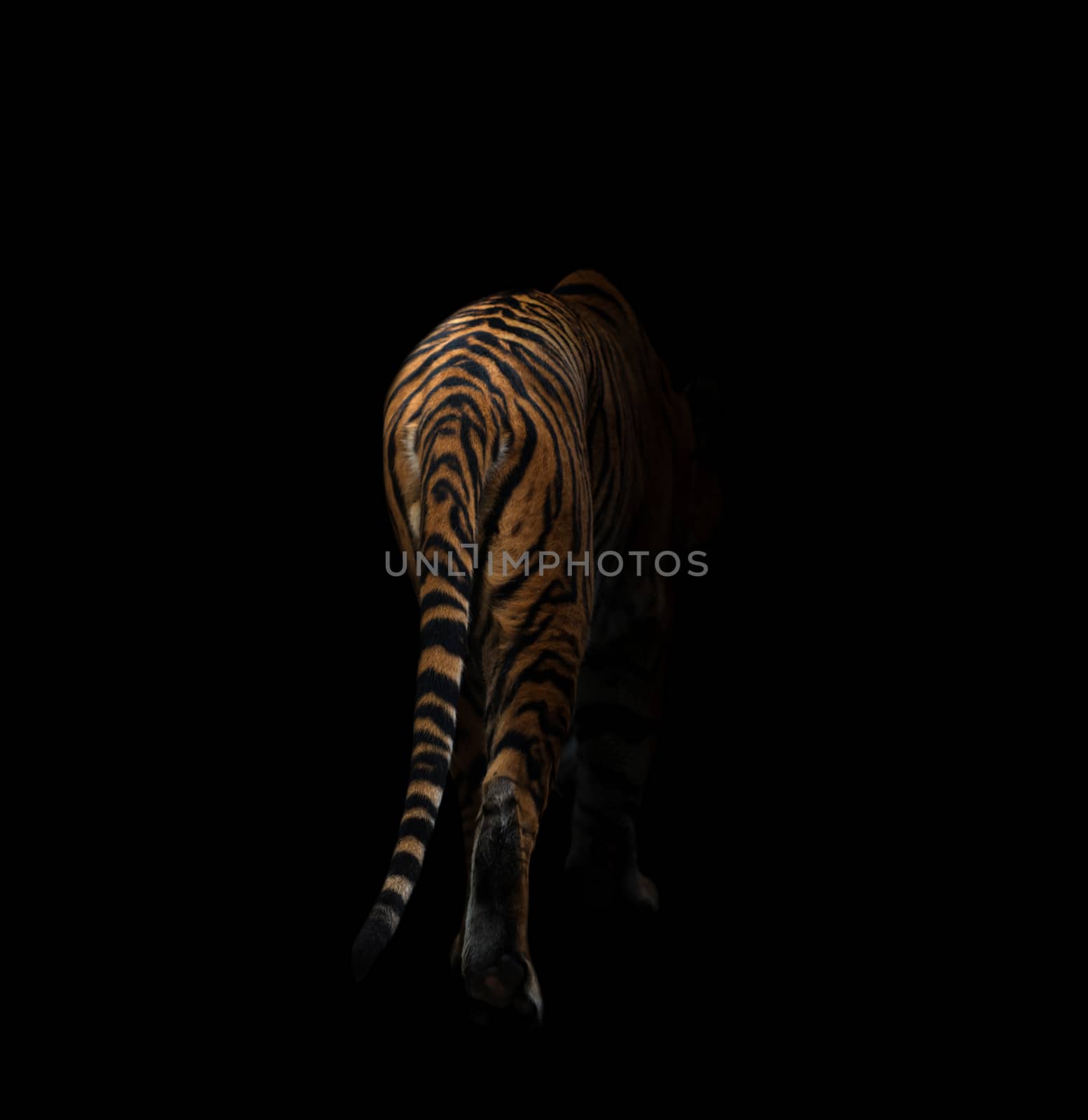 bengal tiger is on the prowl in the dark