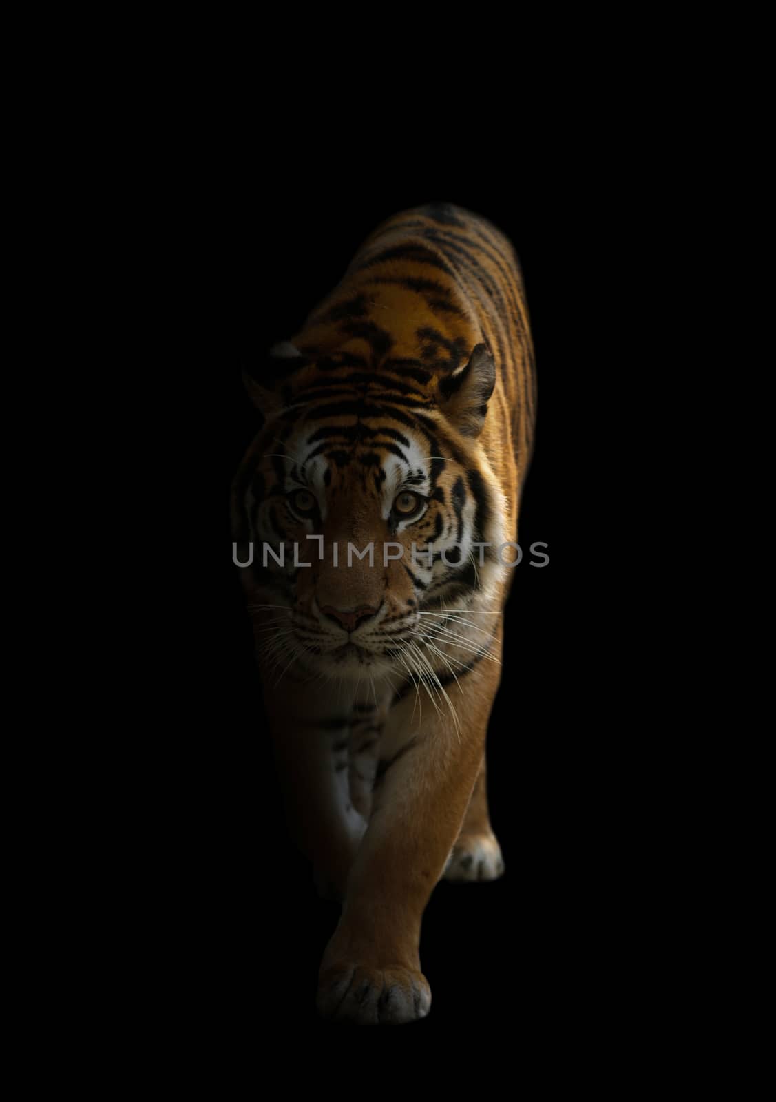 bengal tiger is on the prowl in the dark