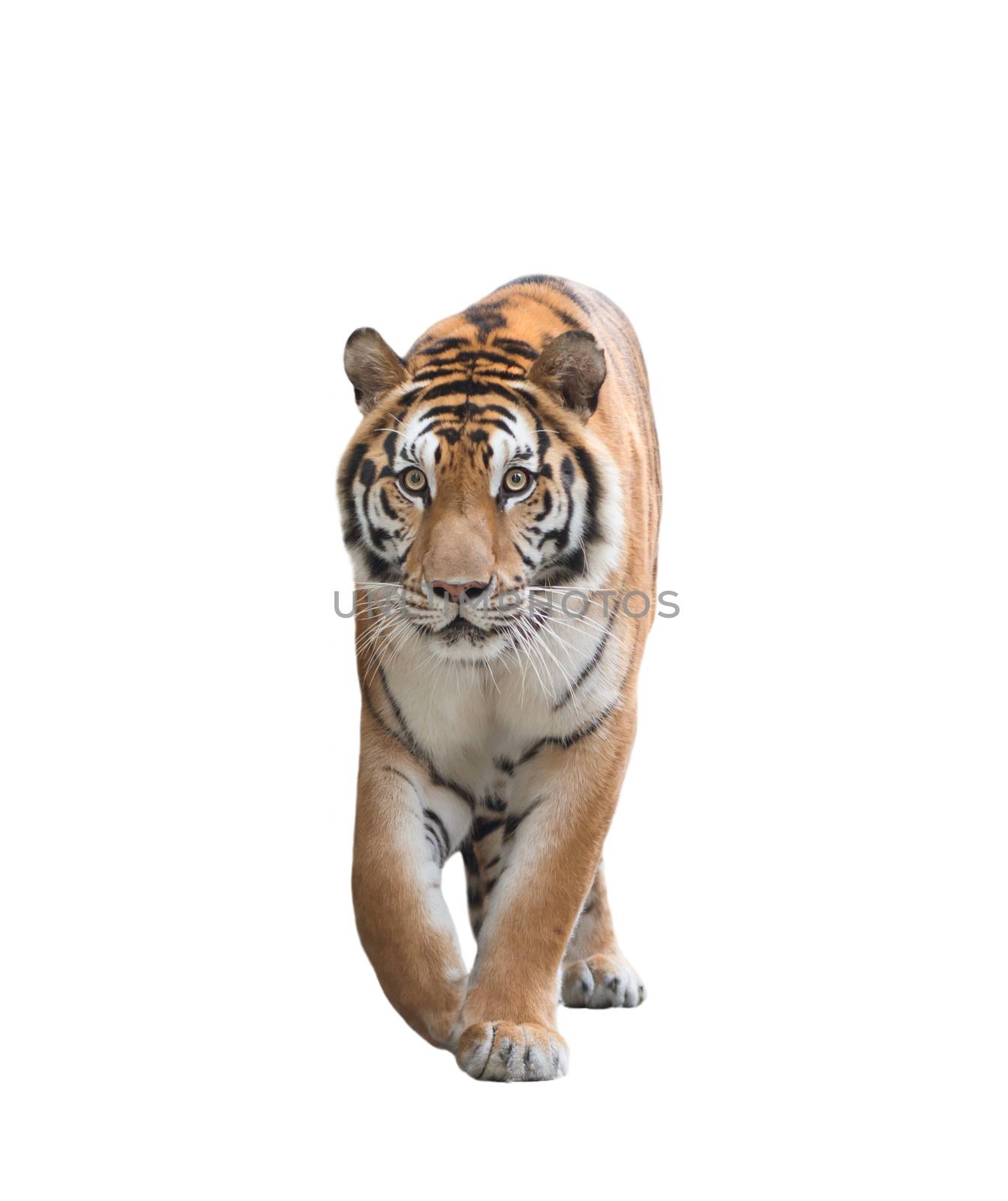 bengal tiger isolated by anankkml