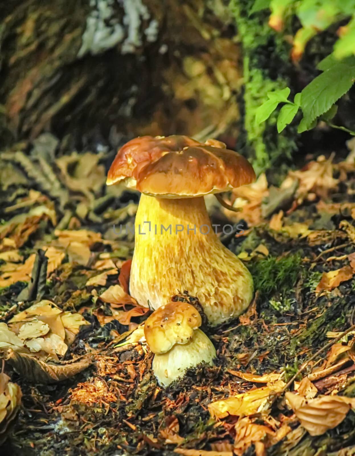 Two mushrooms bolete, fungus in the woods