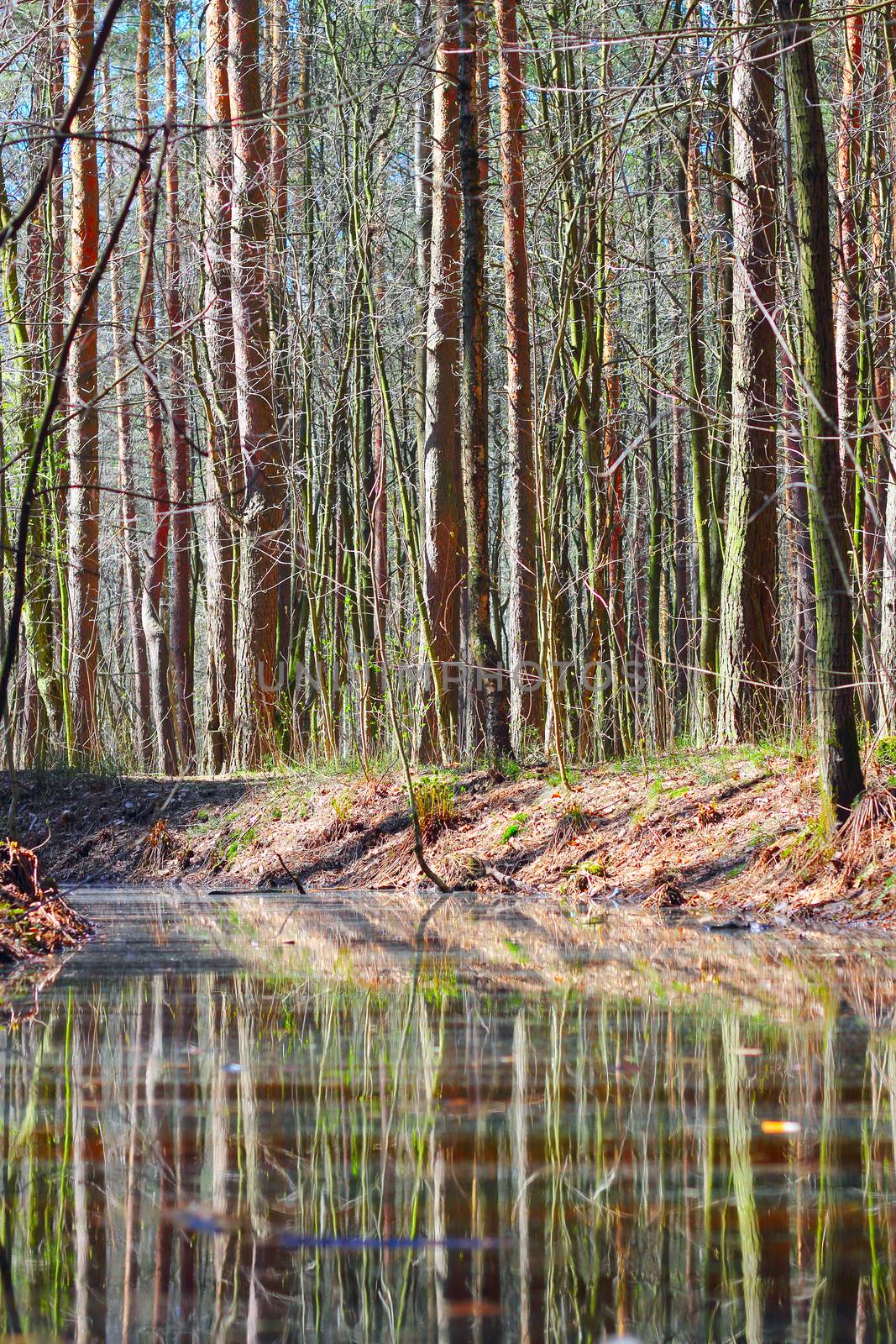 View on pond in spring forest with fresh new leaves