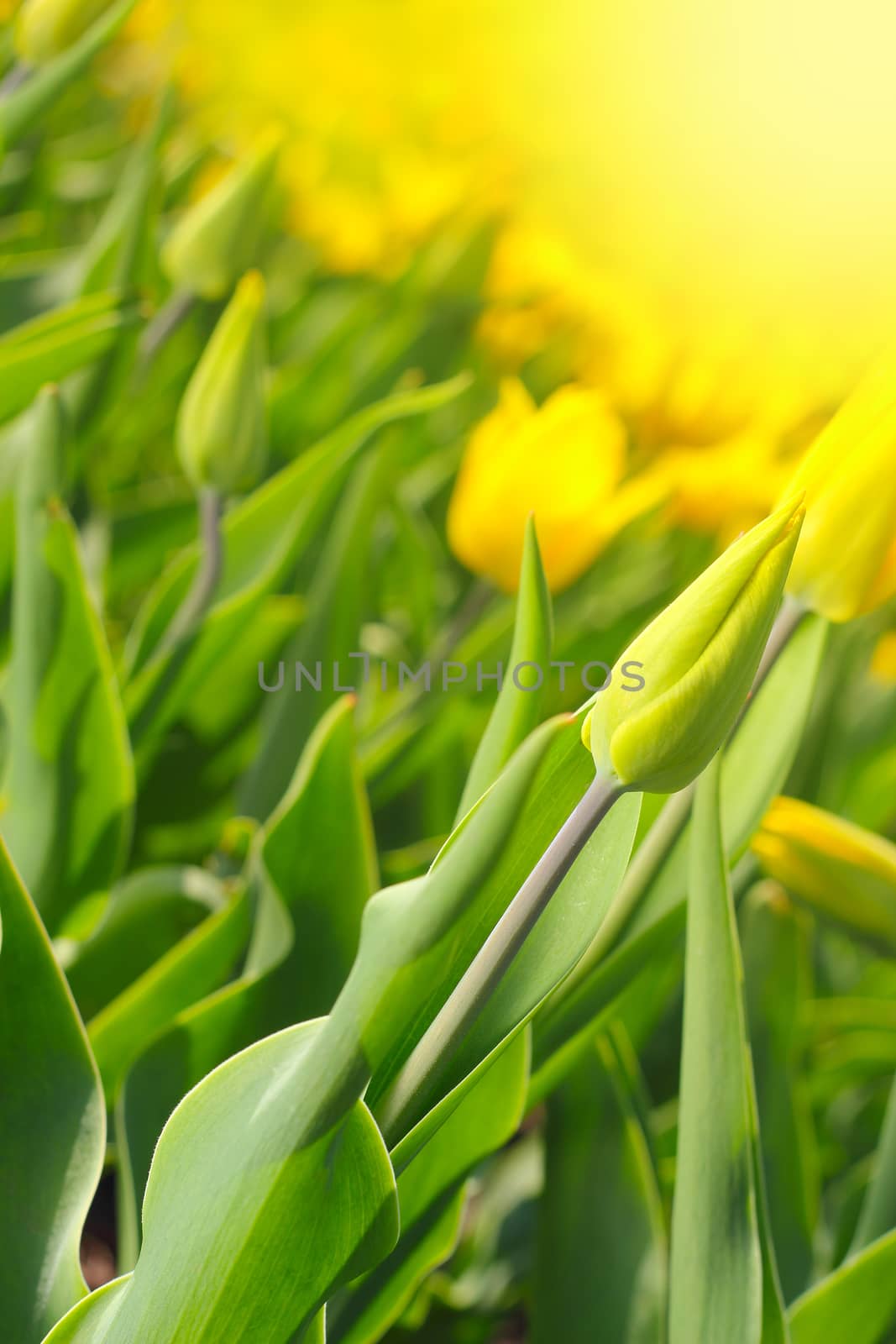 Yellow tulips in the garden close up view