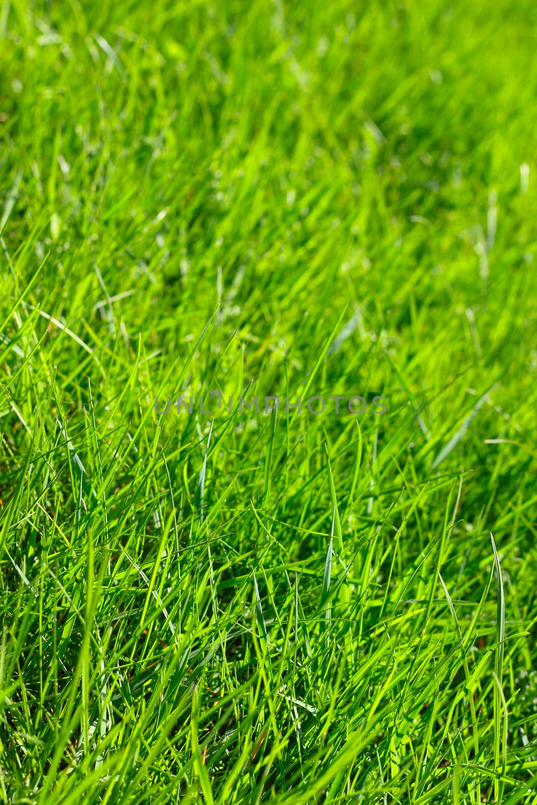 Close up view on fresh spring grass background