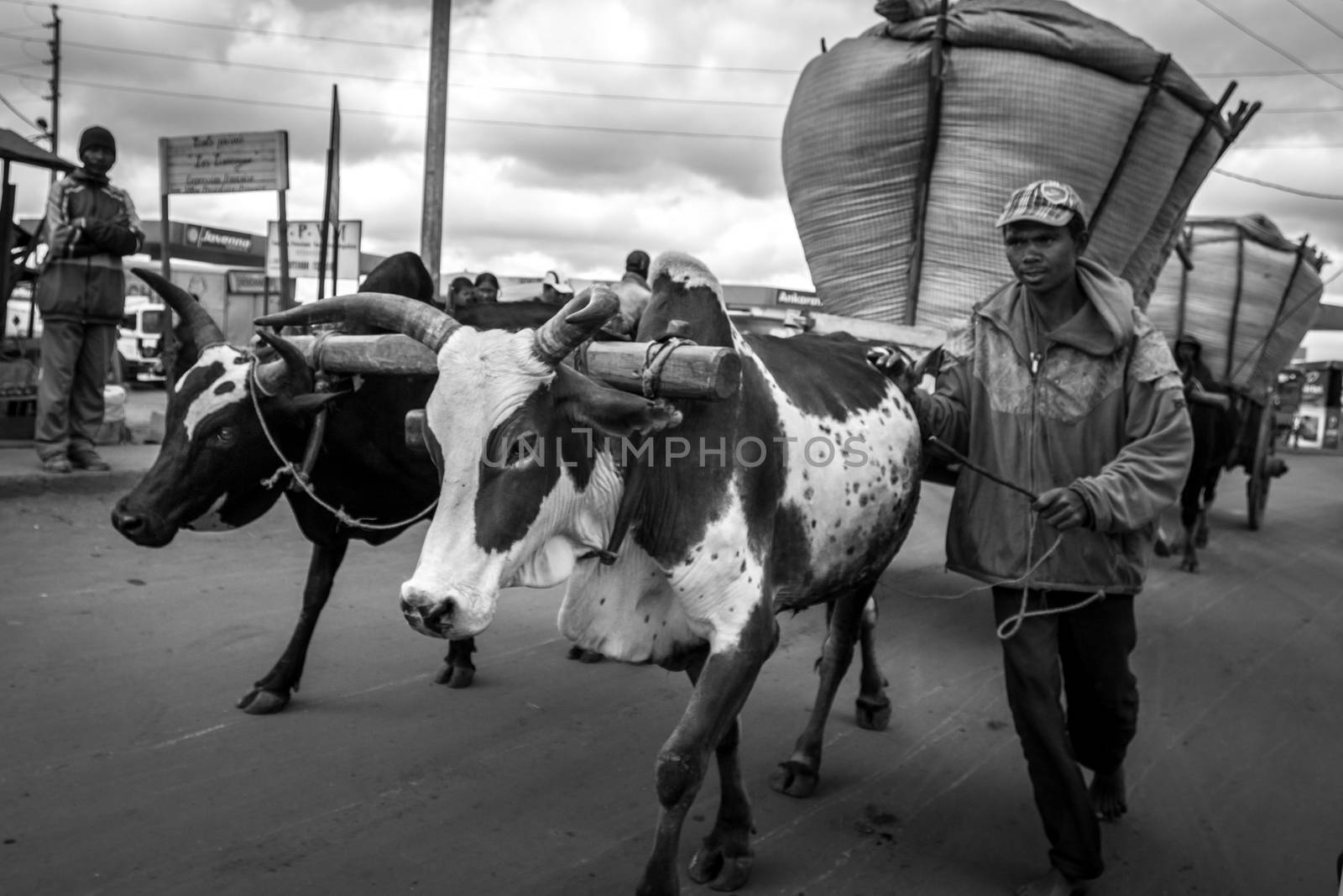 A rice farmer bring rice to the town market on a cart pulled by a pair of oxen fitted with a yoke