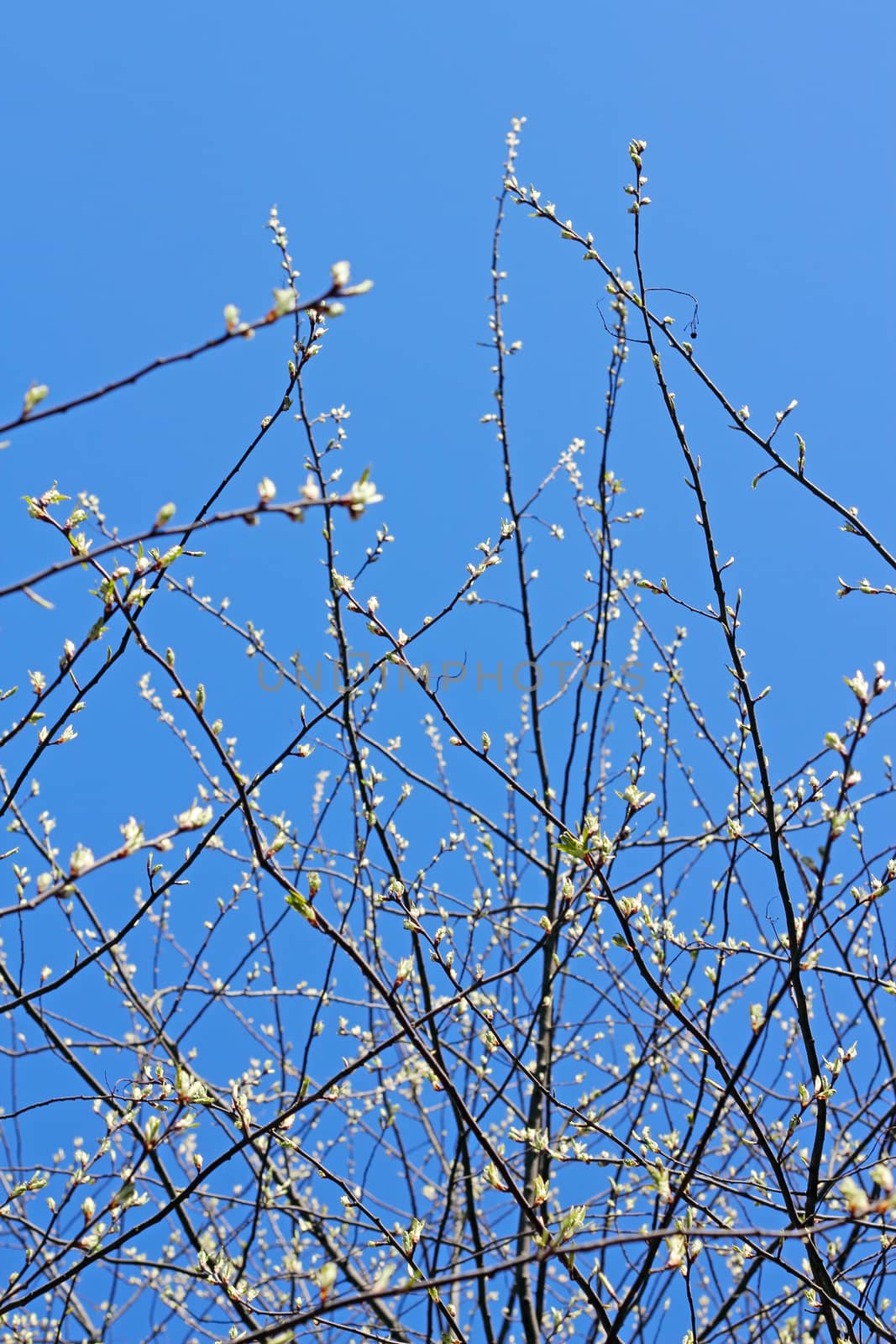 Twig with spring buds on blue sky background
