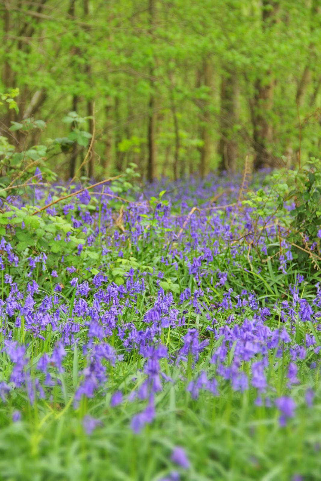Beautiful landscape with Bluebell flowers in spring forest