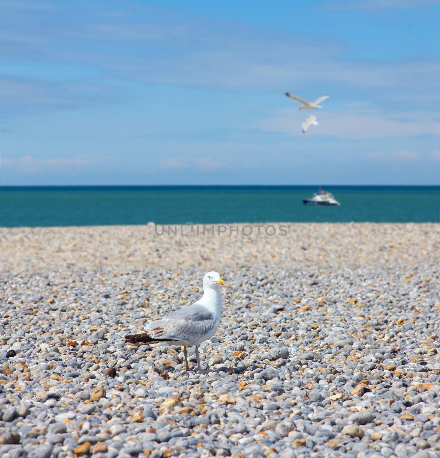 Seagulls flying over pebble beach in Normandy, France