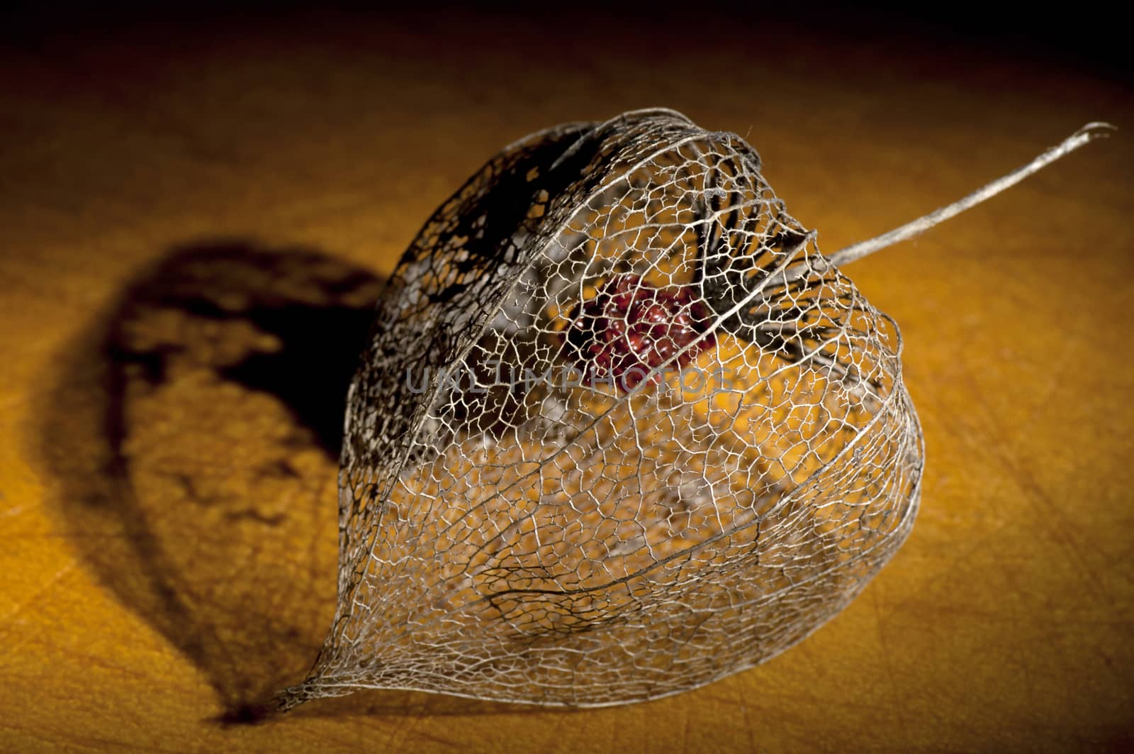 Skeleton of dried Physalis lantern (cape gooseberry) close up, light brush