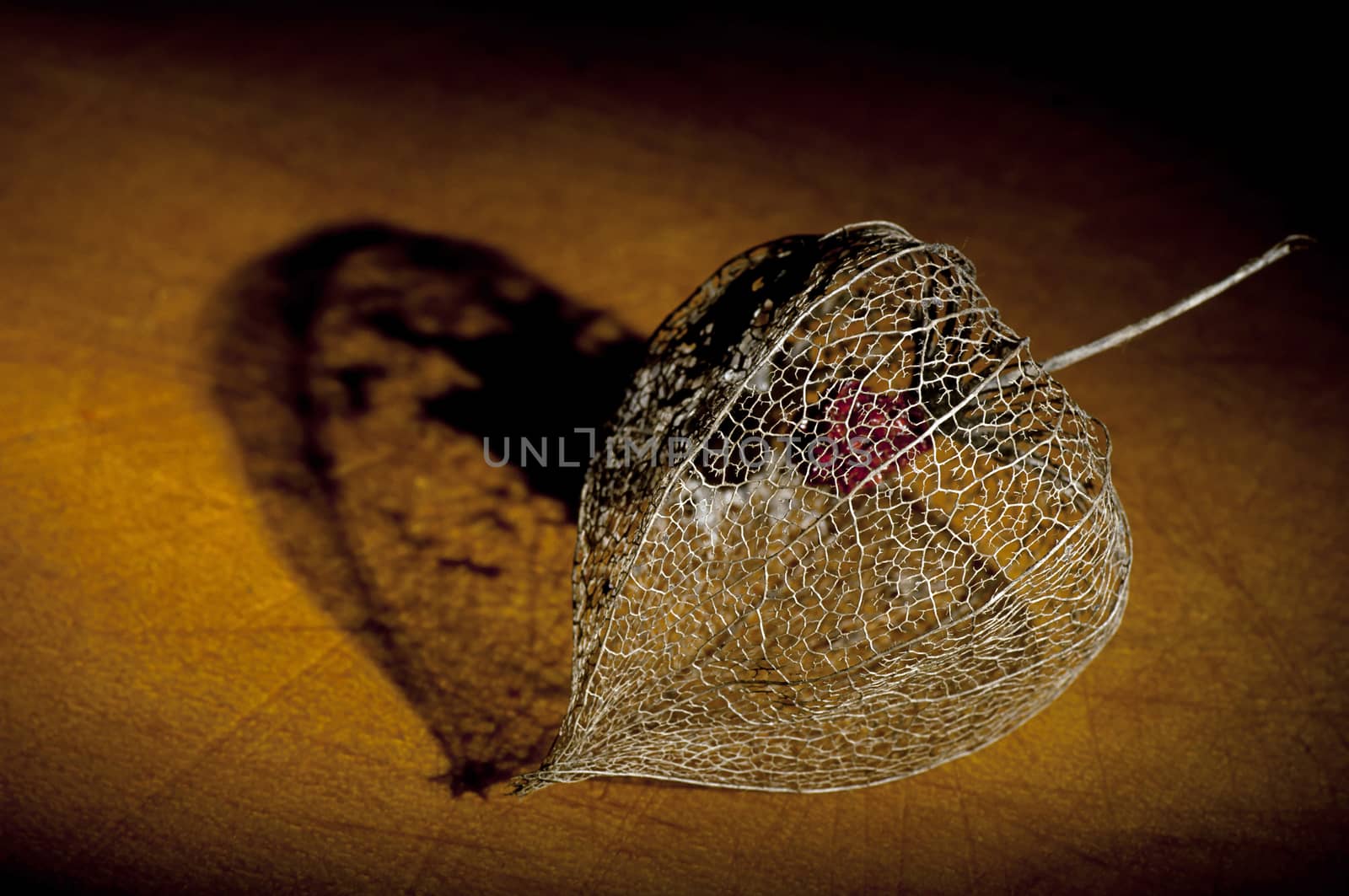 Skeleton of dried Physalis lantern (cape gooseberry) close up, light brush