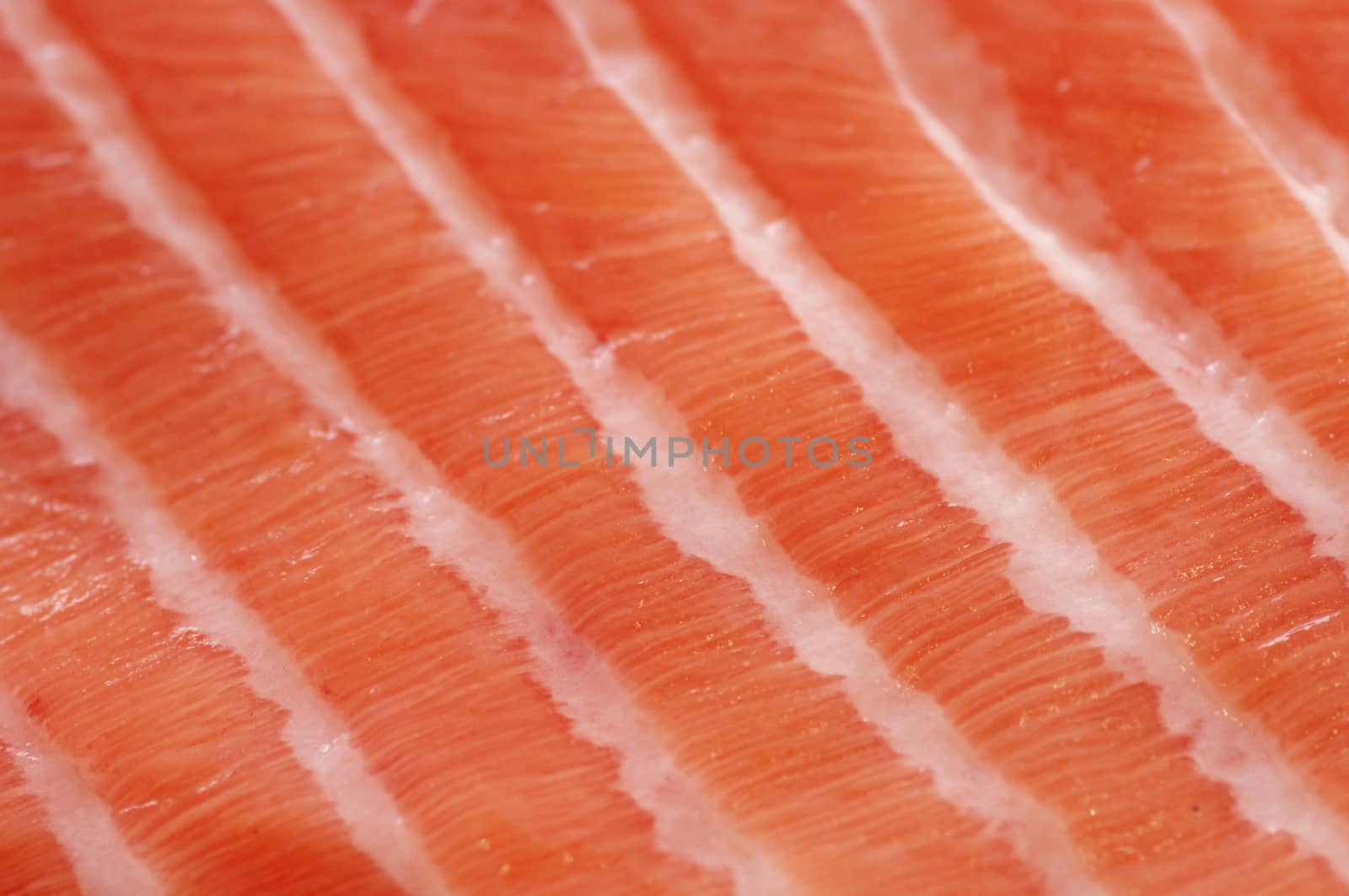 Fresh salmon fillet close up by dred