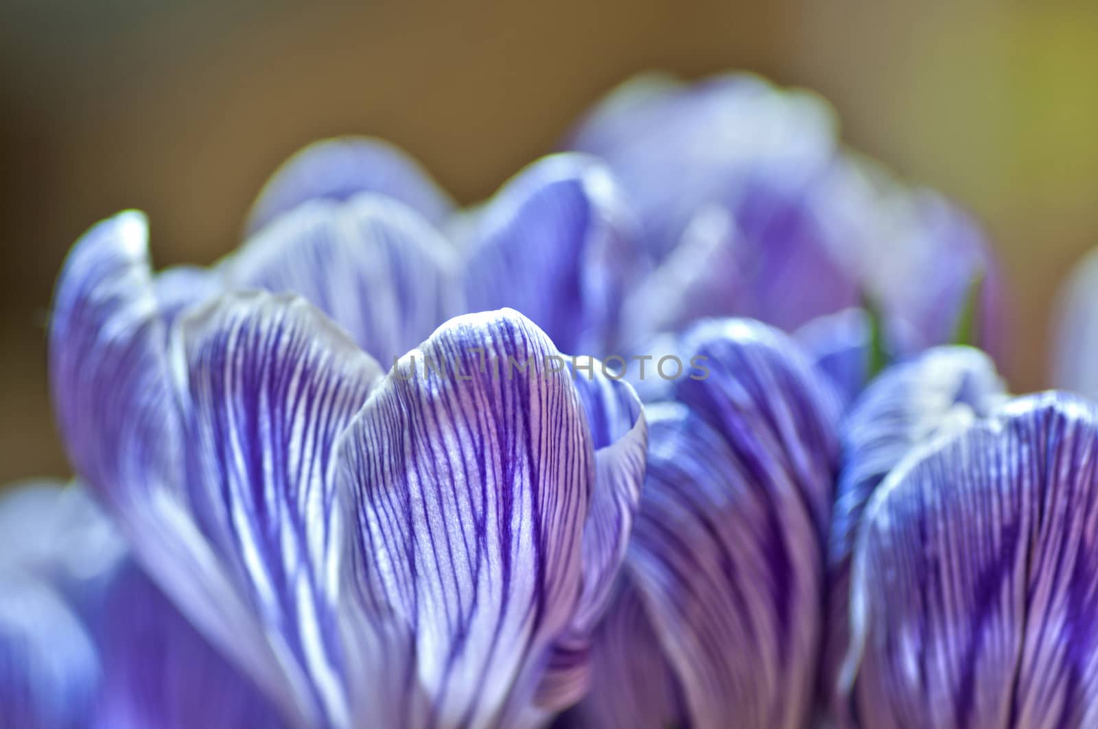 Blossoming violet striped crocuses close up