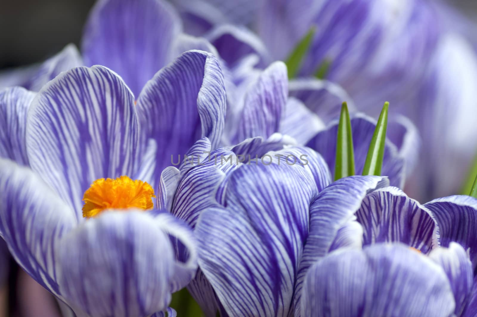Blossoming crocuses by dred