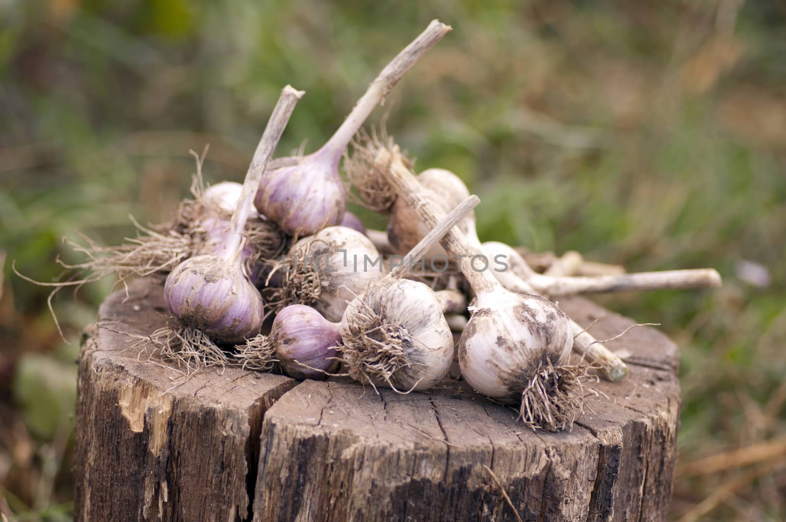Ripe organic garlic on stump