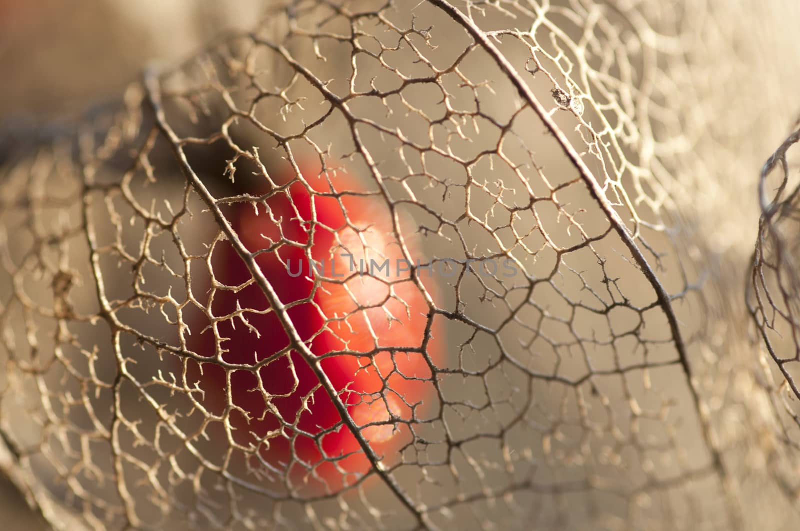 Grid of dried Physalis lantern close up