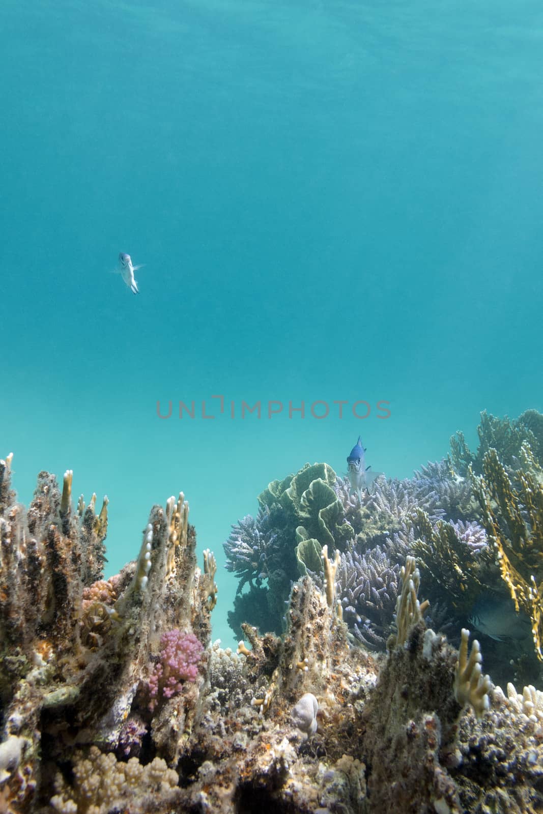 coral reef with hard corals in tropical sea on a blue water background