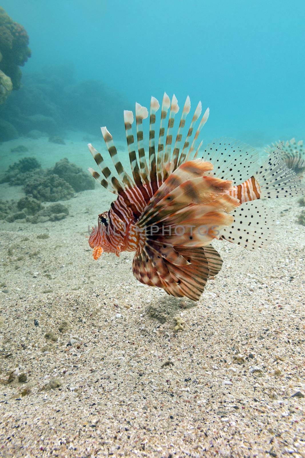 lionfish at the bottom of tropical sea on a blue water background