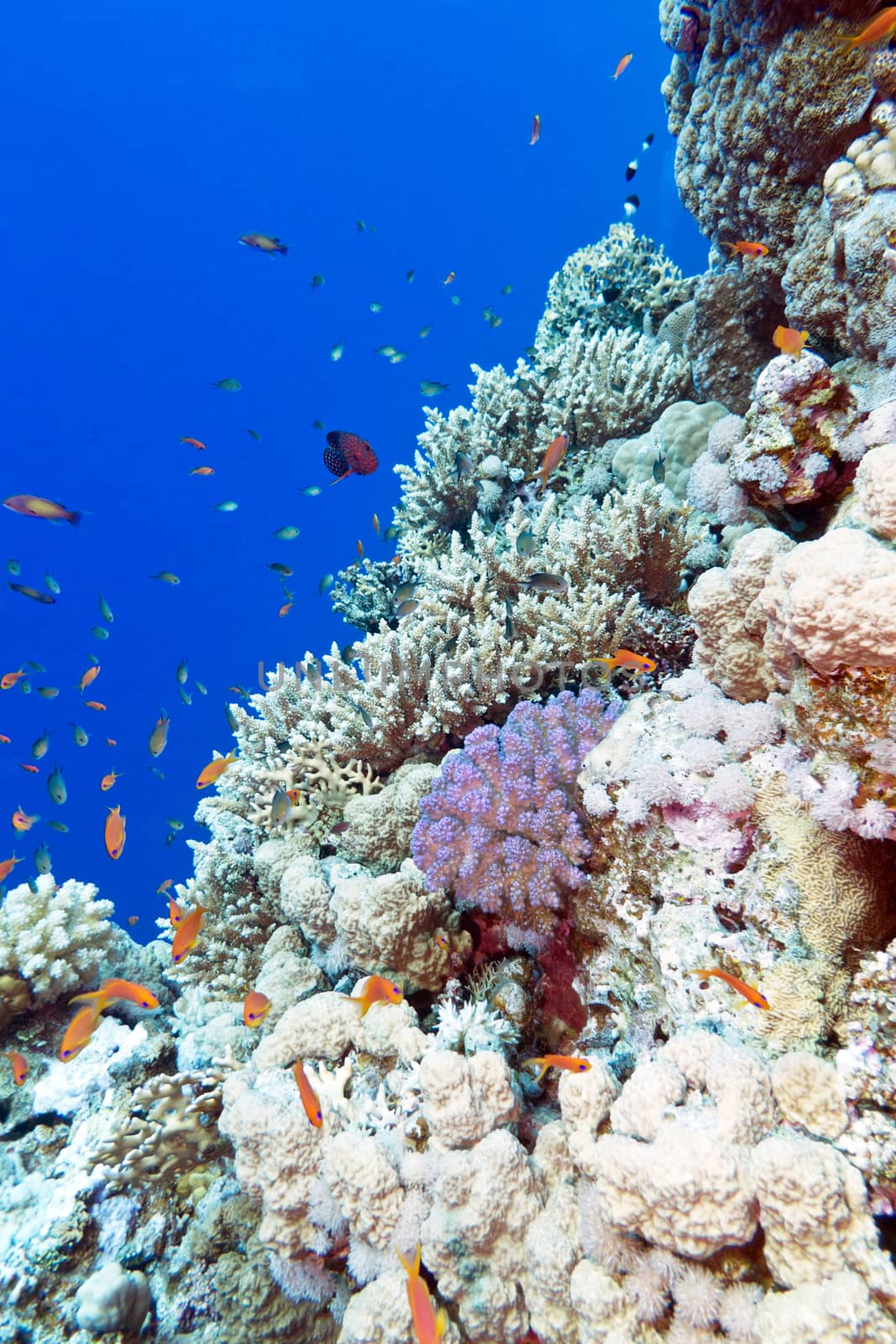 colorful coral reef with exotic fishes in tropical sea on a background of blue water
