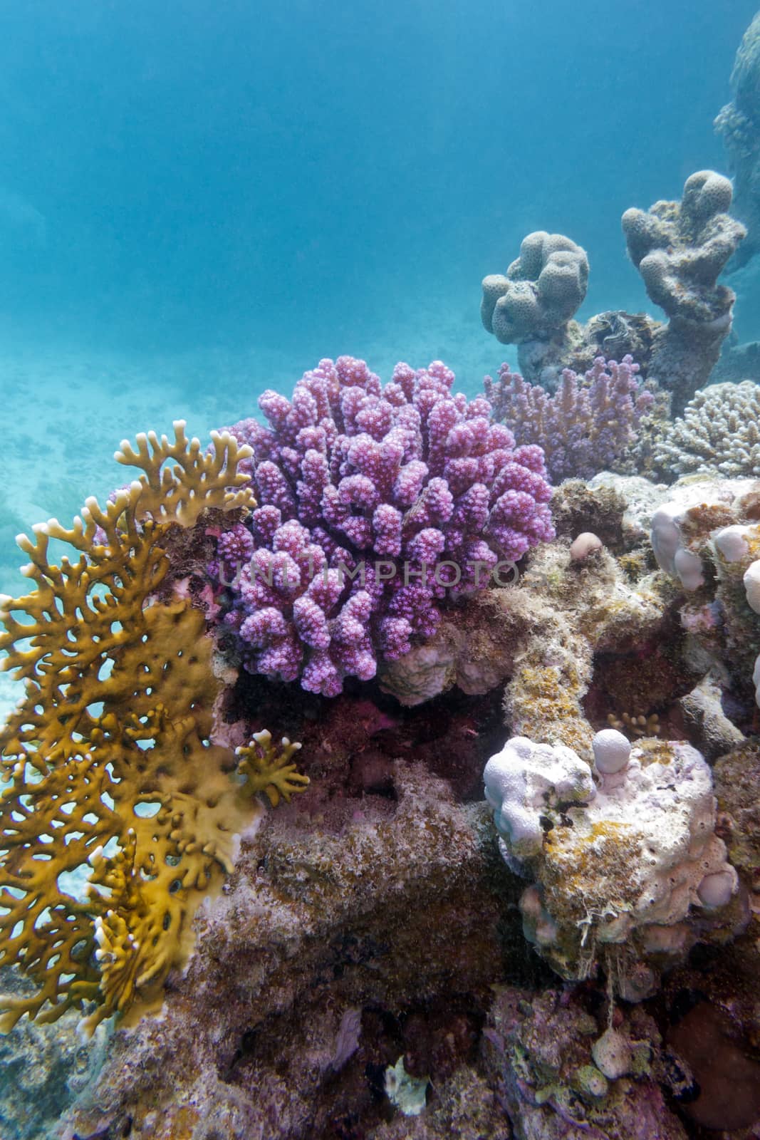 colorful coral reef in tropical sea on a background of blue water