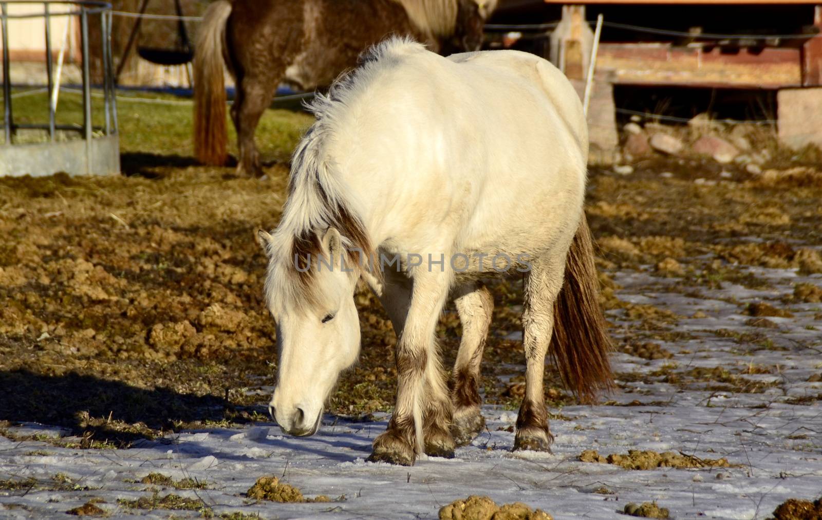 Icelandic on farm in Norway