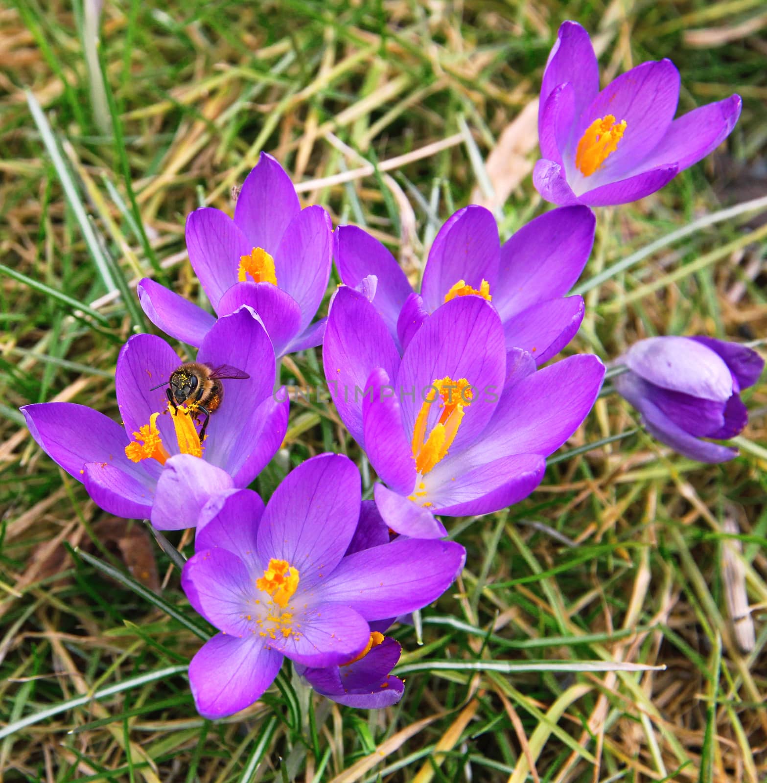 The bee collects nectar on one of the first spring flowers - a violet crocus