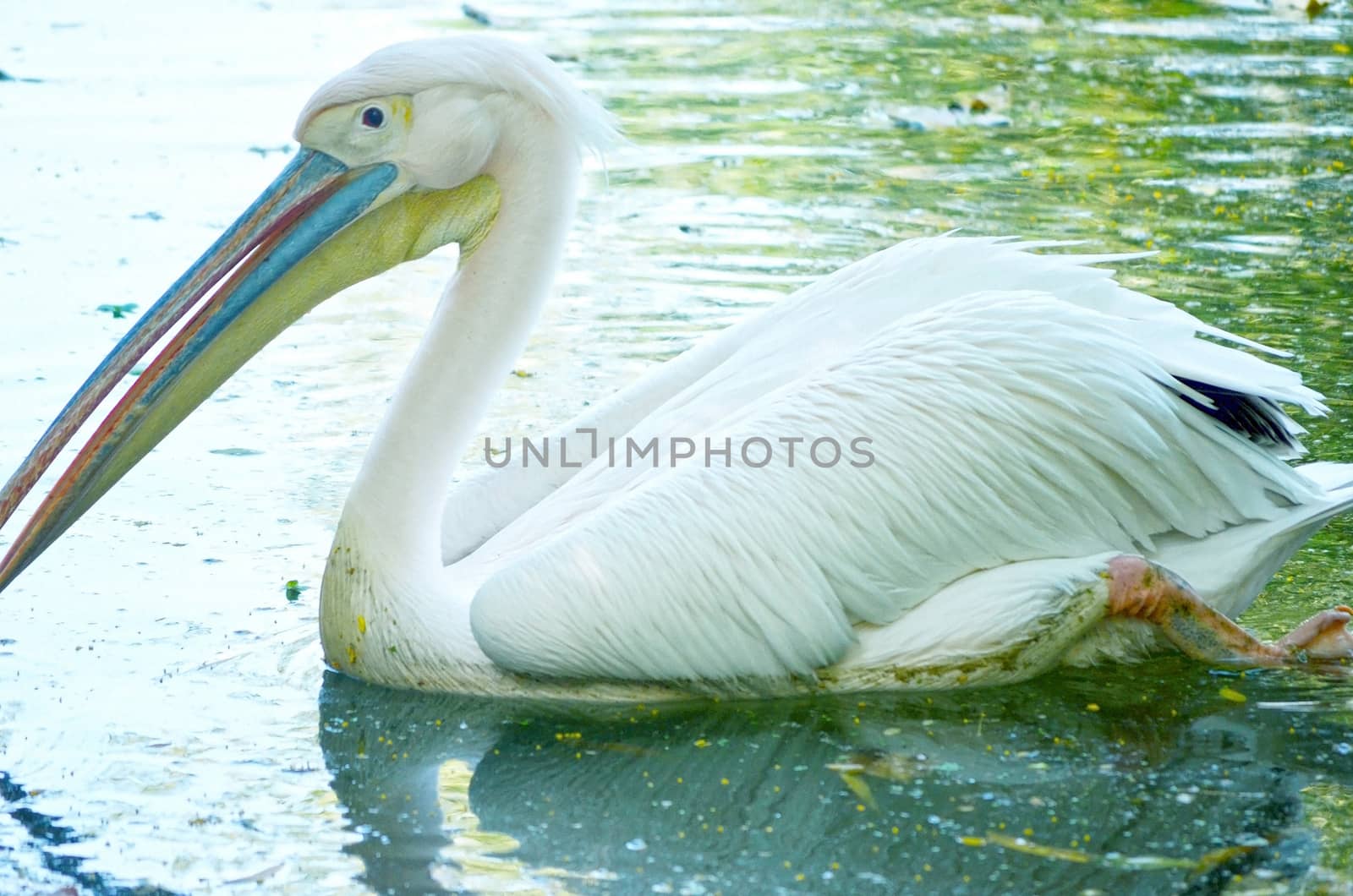 Photo of a beautiful white swan in the lake