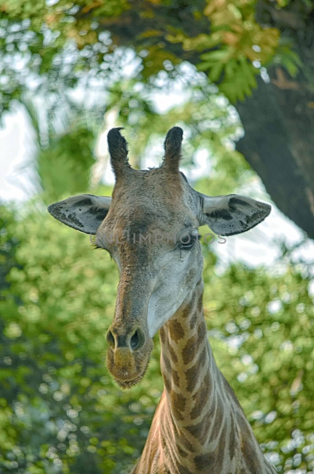 Closeup view of giraffe face.