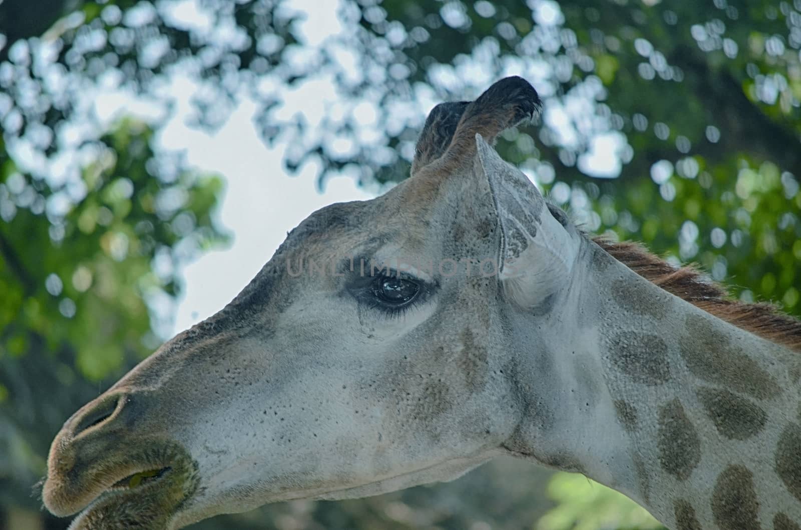 Closeup view of giraffe face.