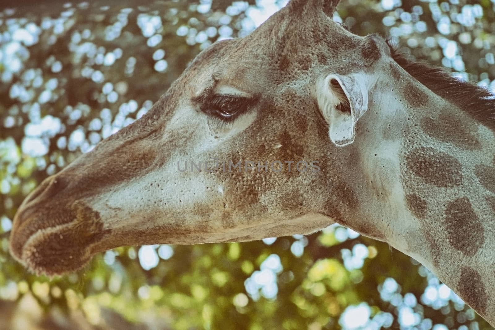 Closeup view of giraffe face. by Emdaduljs