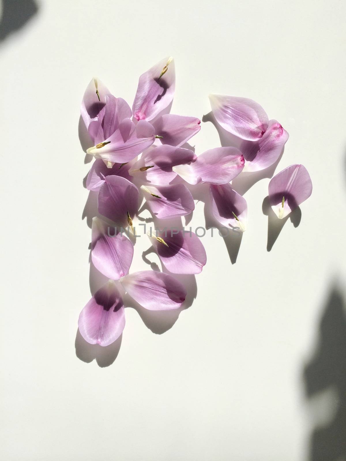 Purple tulip petals on white