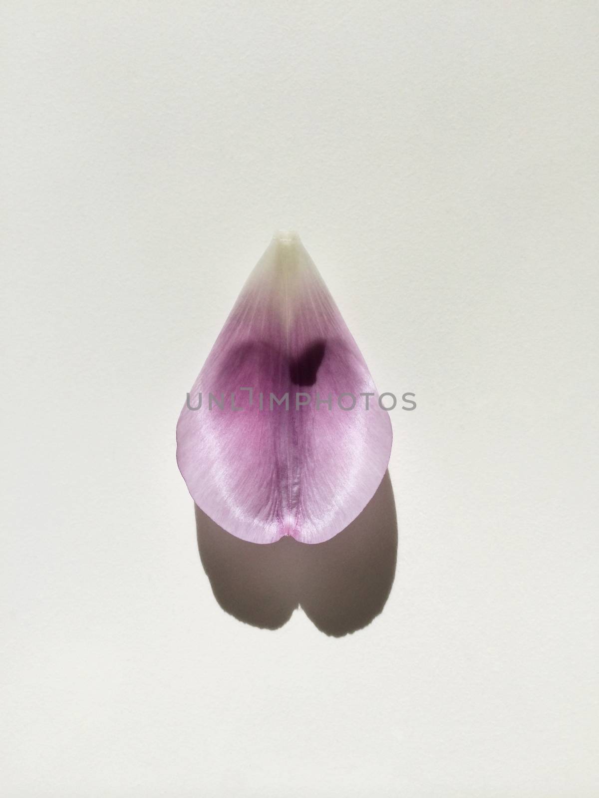 Purple tulip petal on white