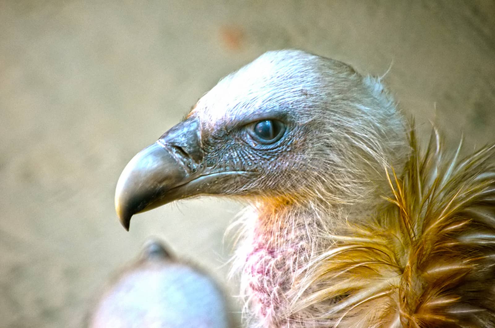 Portrait of a child bald eagle