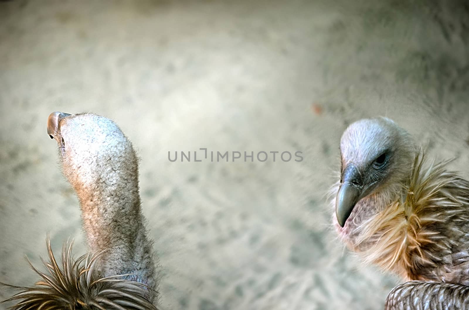 Portrait of a child bald eagle