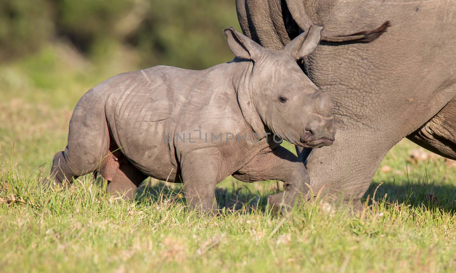 Cute baby white rhinoceros running next to it's mother