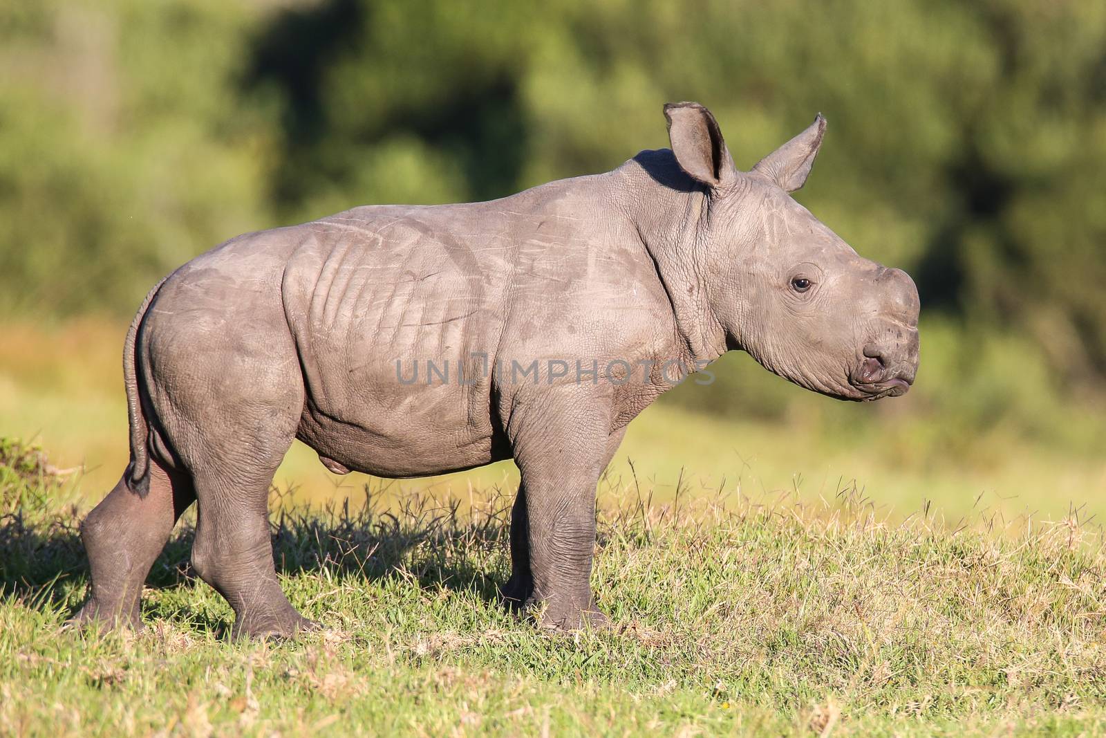 Cute baby white rhinoceros with ears pricked and alert