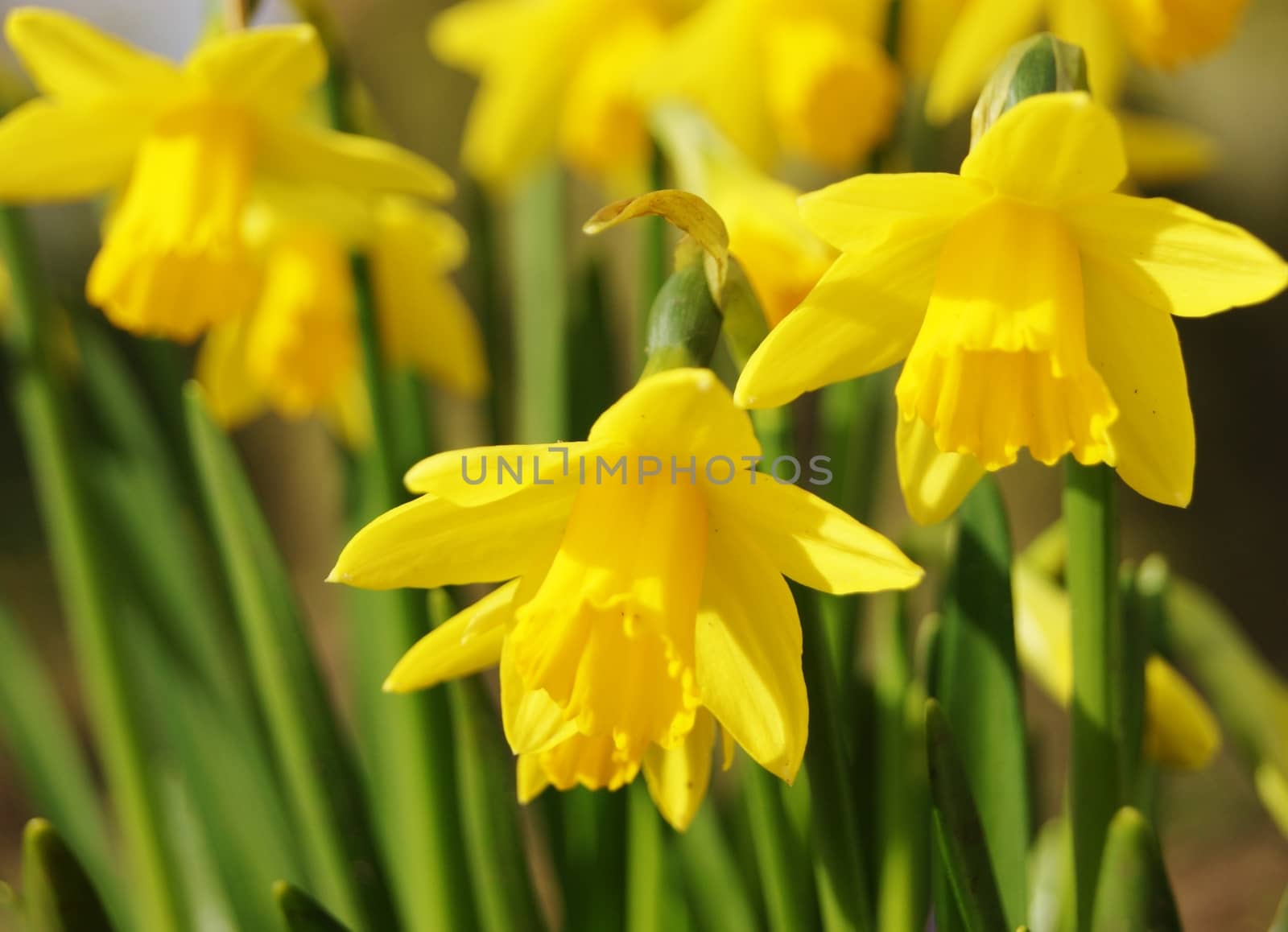 A close-up image of colourful miniature Daffodils.