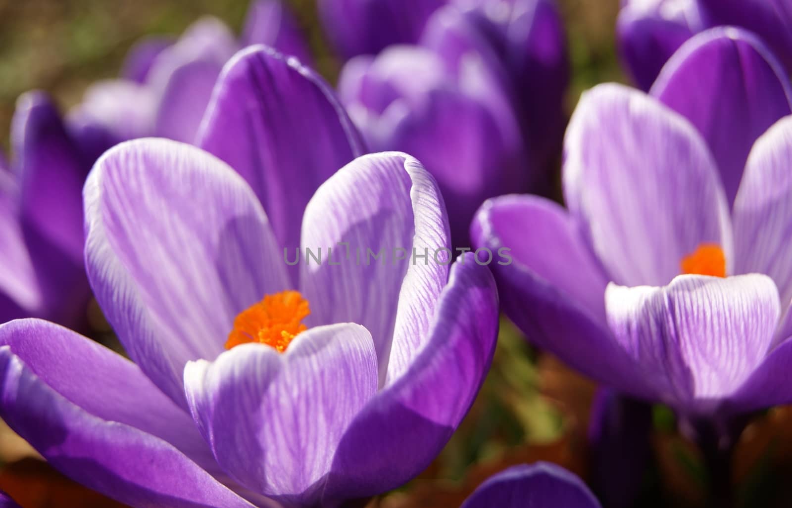 A close-up image of colourful Spring Crocus flowers.