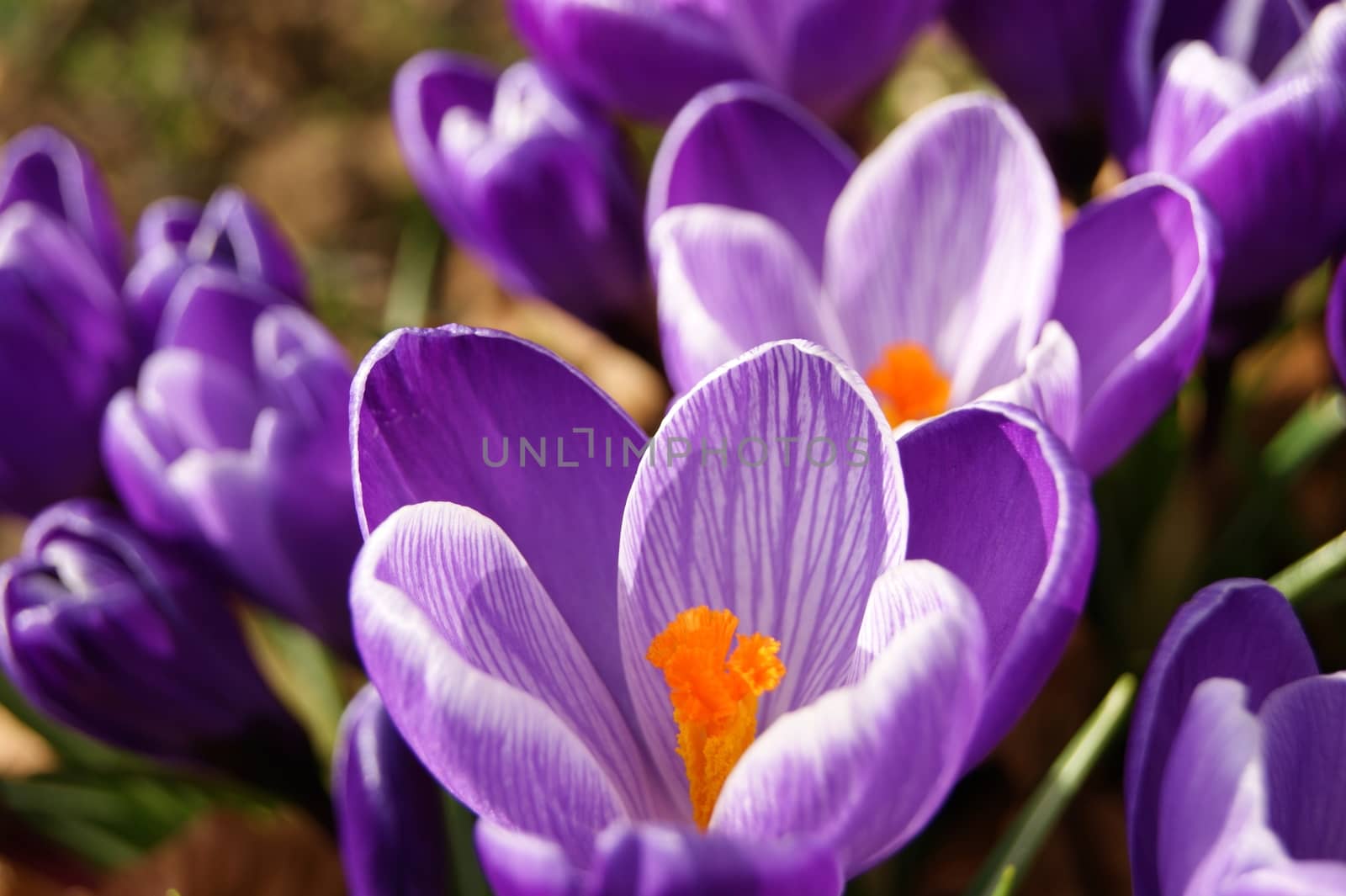 A close-up image of colourful Spring Crocus flowers.