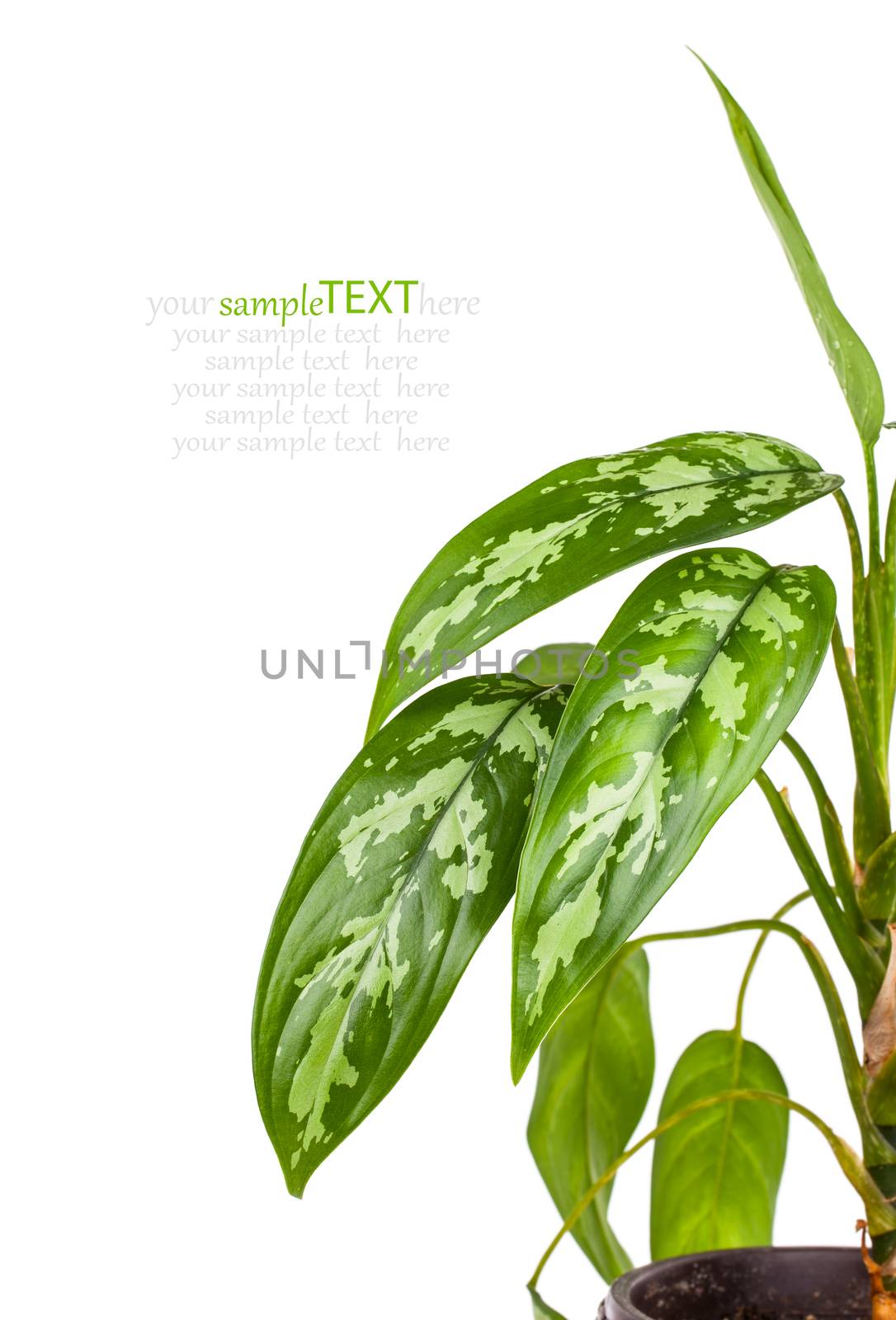 Dieffenbachia in flowerpot isolated on white background