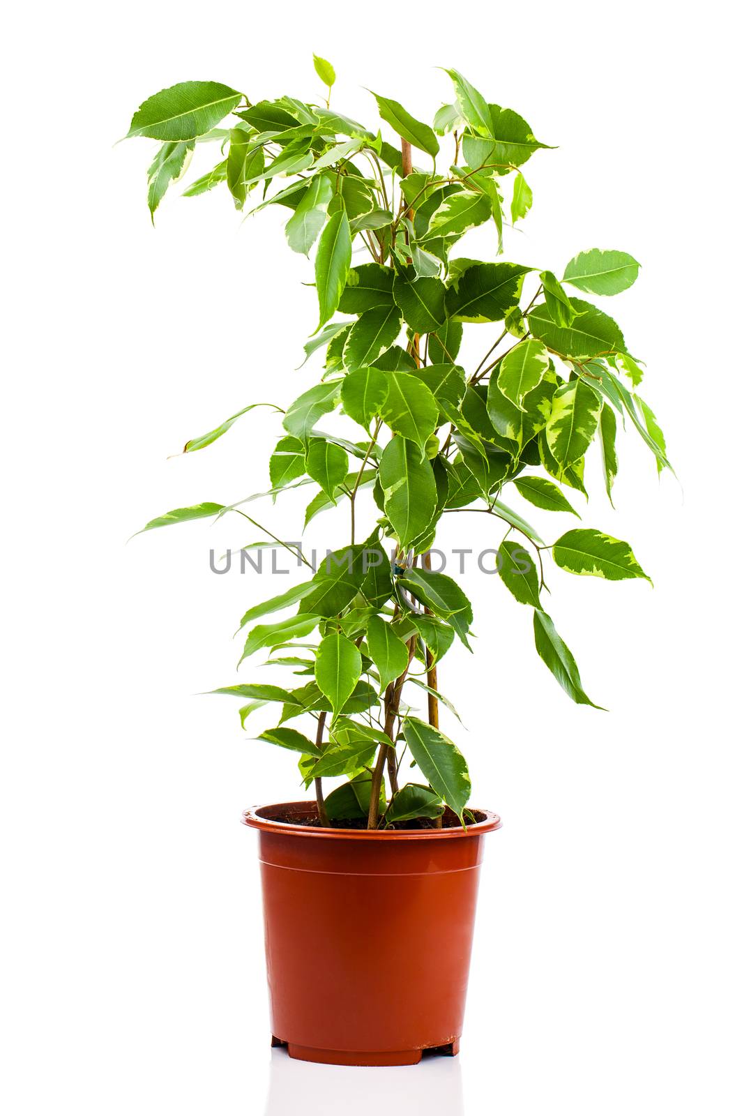 Ficus benjamina in flowerpot isolated on white background.